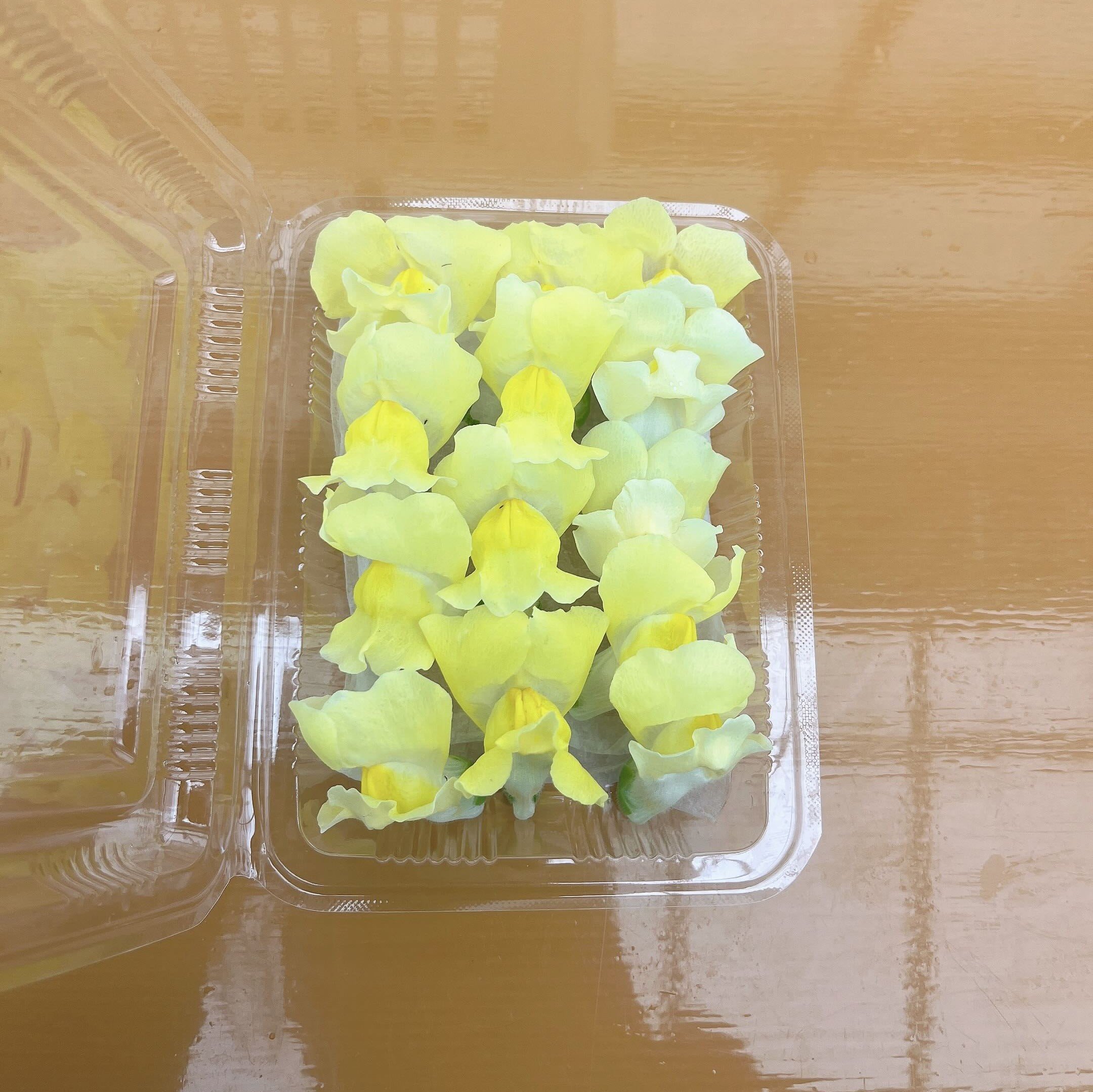 やさいバス/エディブルフラワー キンギョソウセット アクアポニックス産