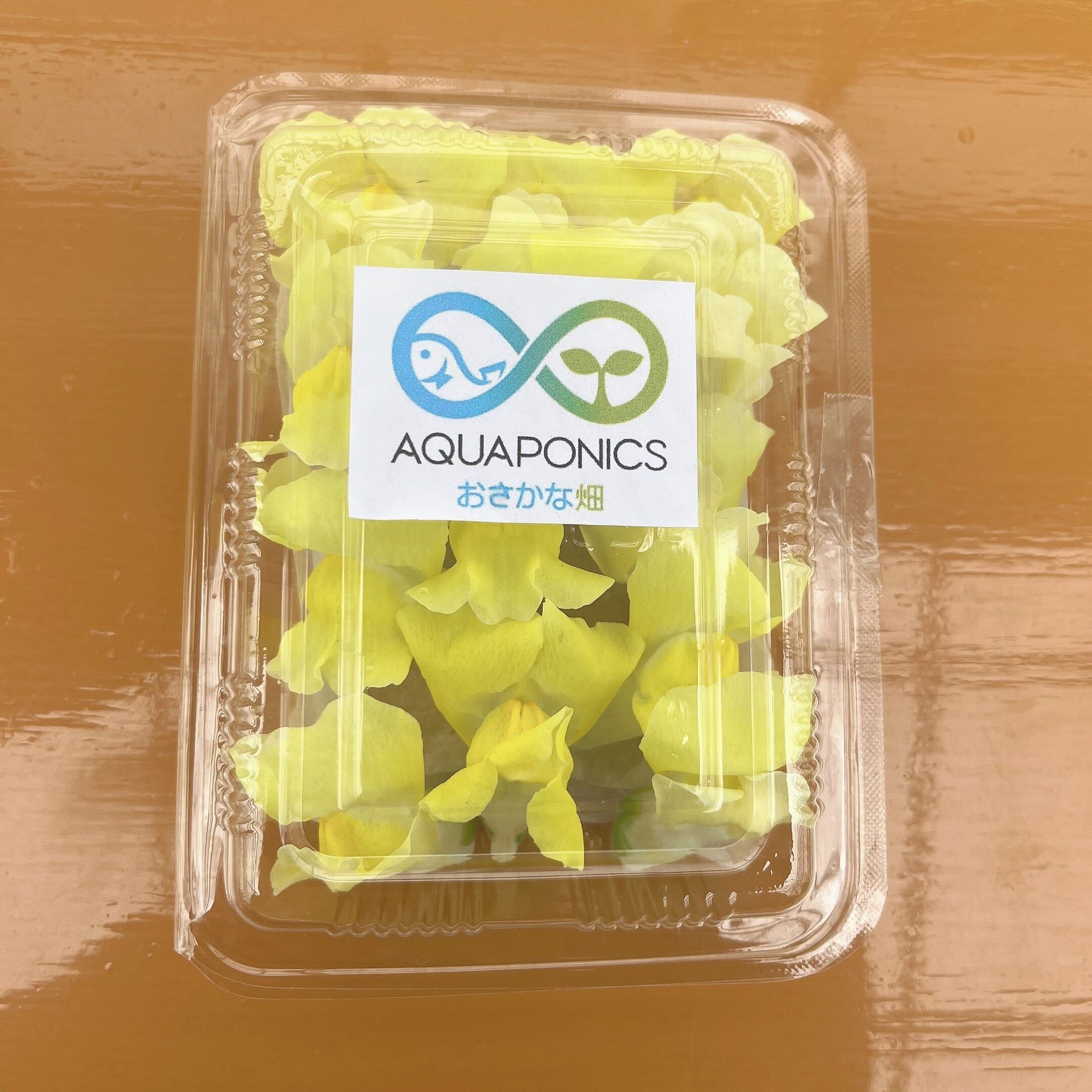 やさいバス/エディブルフラワー キンギョソウセット アクアポニックス産