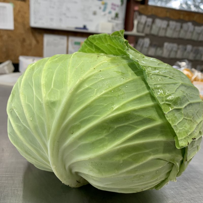 やさいバス/【今が旬！おすすめ】江別産 雪下キャベツ