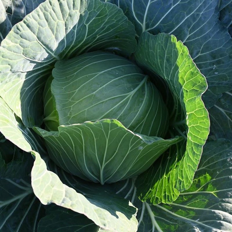 やさいバス/【今が旬！おすすめ】江別産 雪下キャベツ