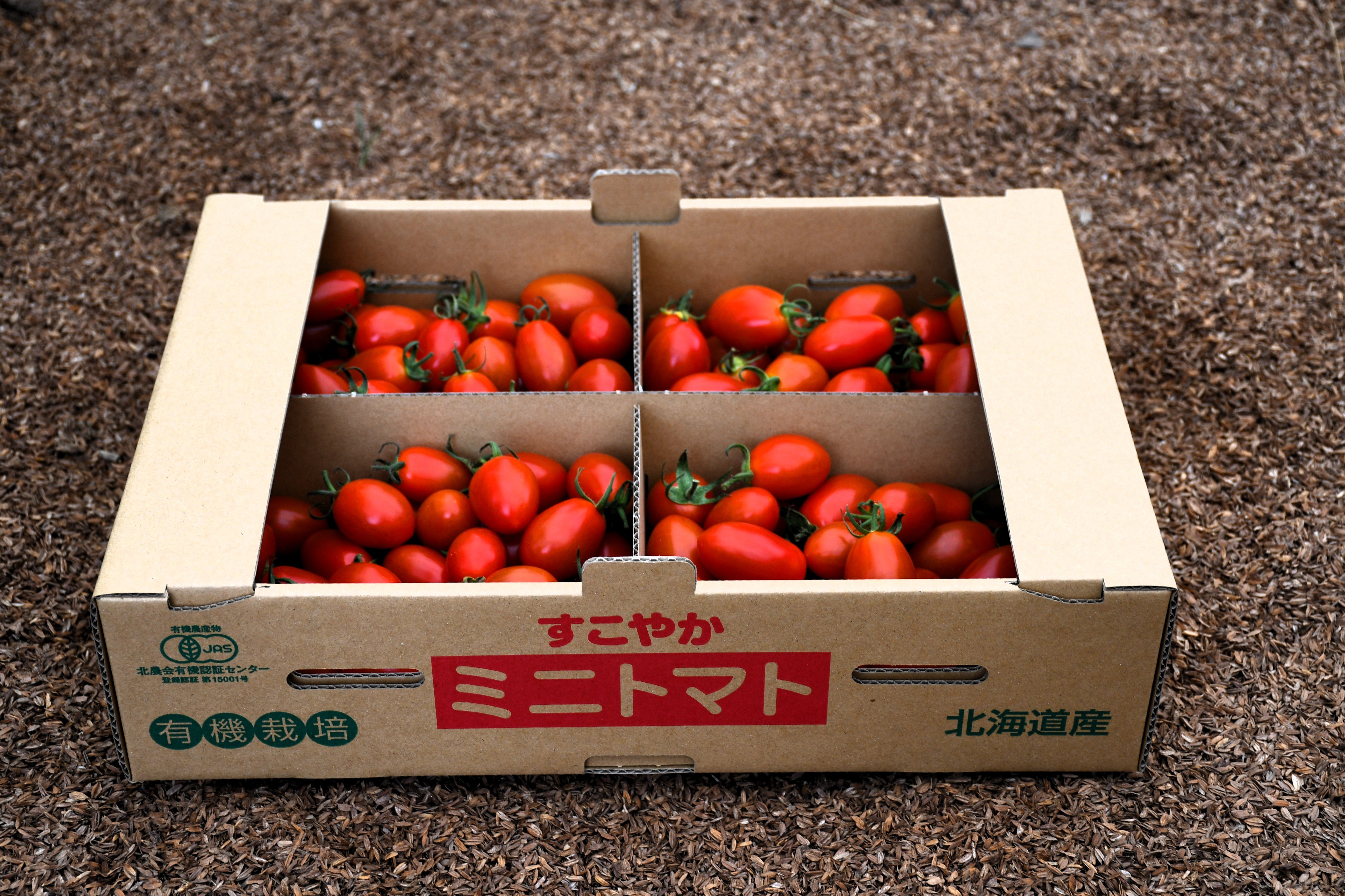 やさいバス/【SALE】北海道産有機ミニトマト「アイコ」3kg