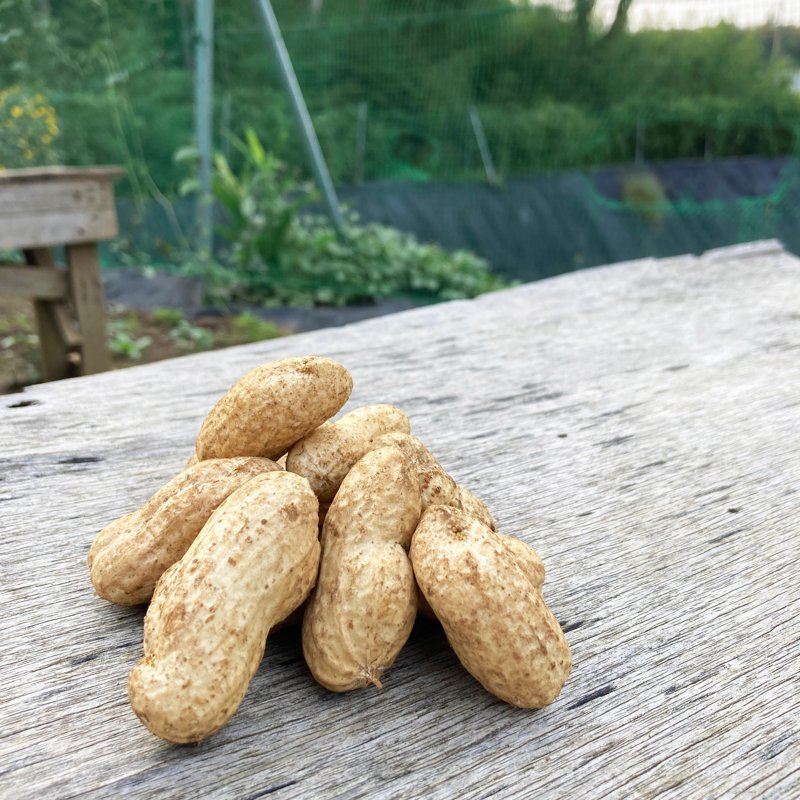 やさいバス/生落花生（おおまさり）（500gパック）