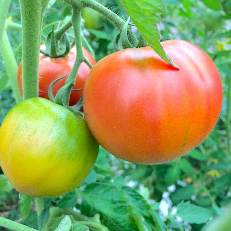 やさいバス/ゆめみそらトマト (小袋500g詰め)