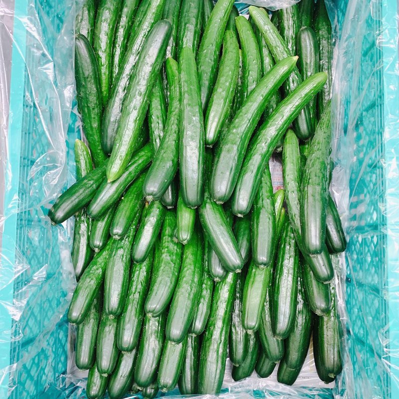 やさいバス/鳥取県産 夏秋きゅうり 5K