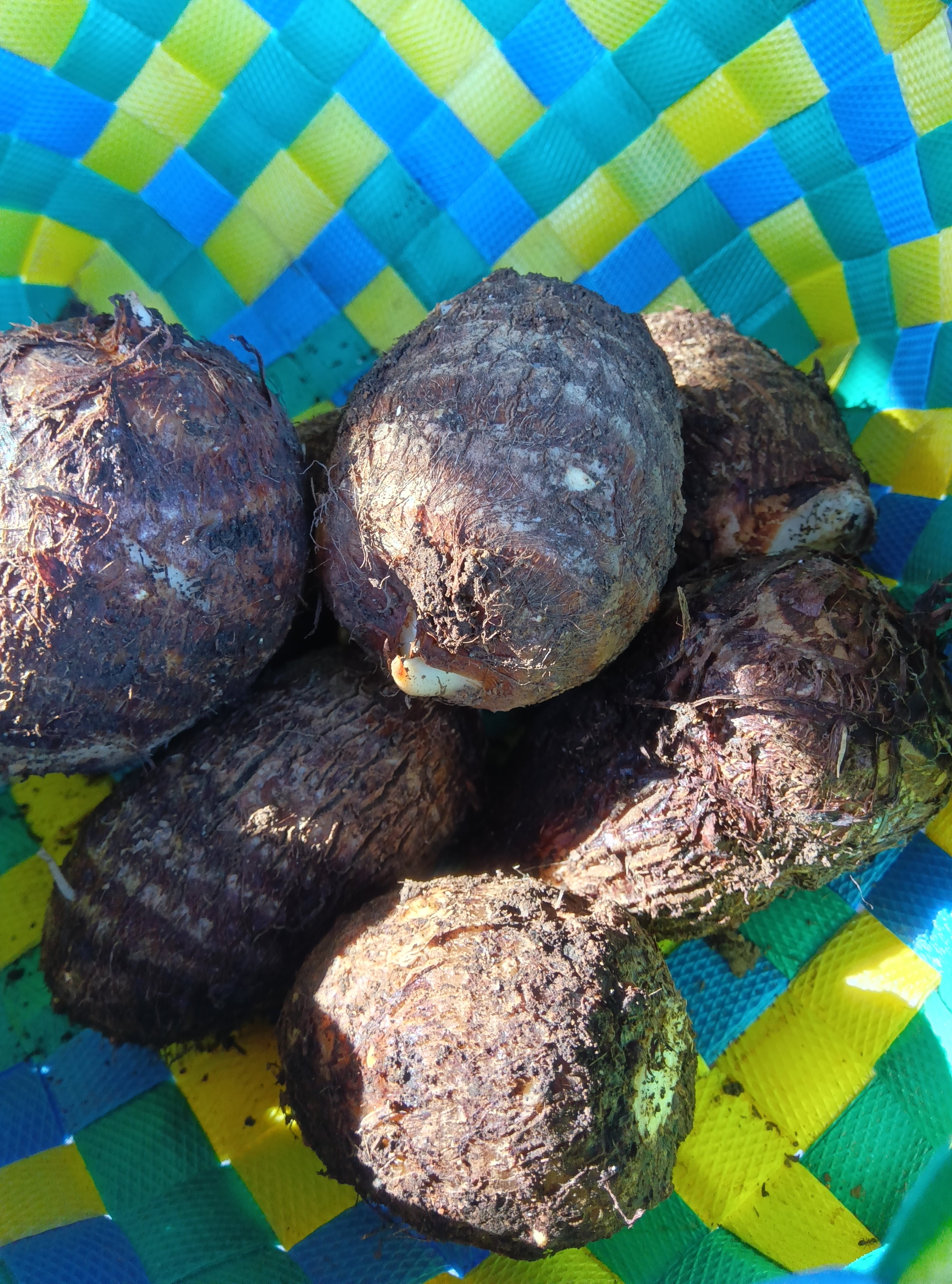 image?filename=433bcccf-7bb6-