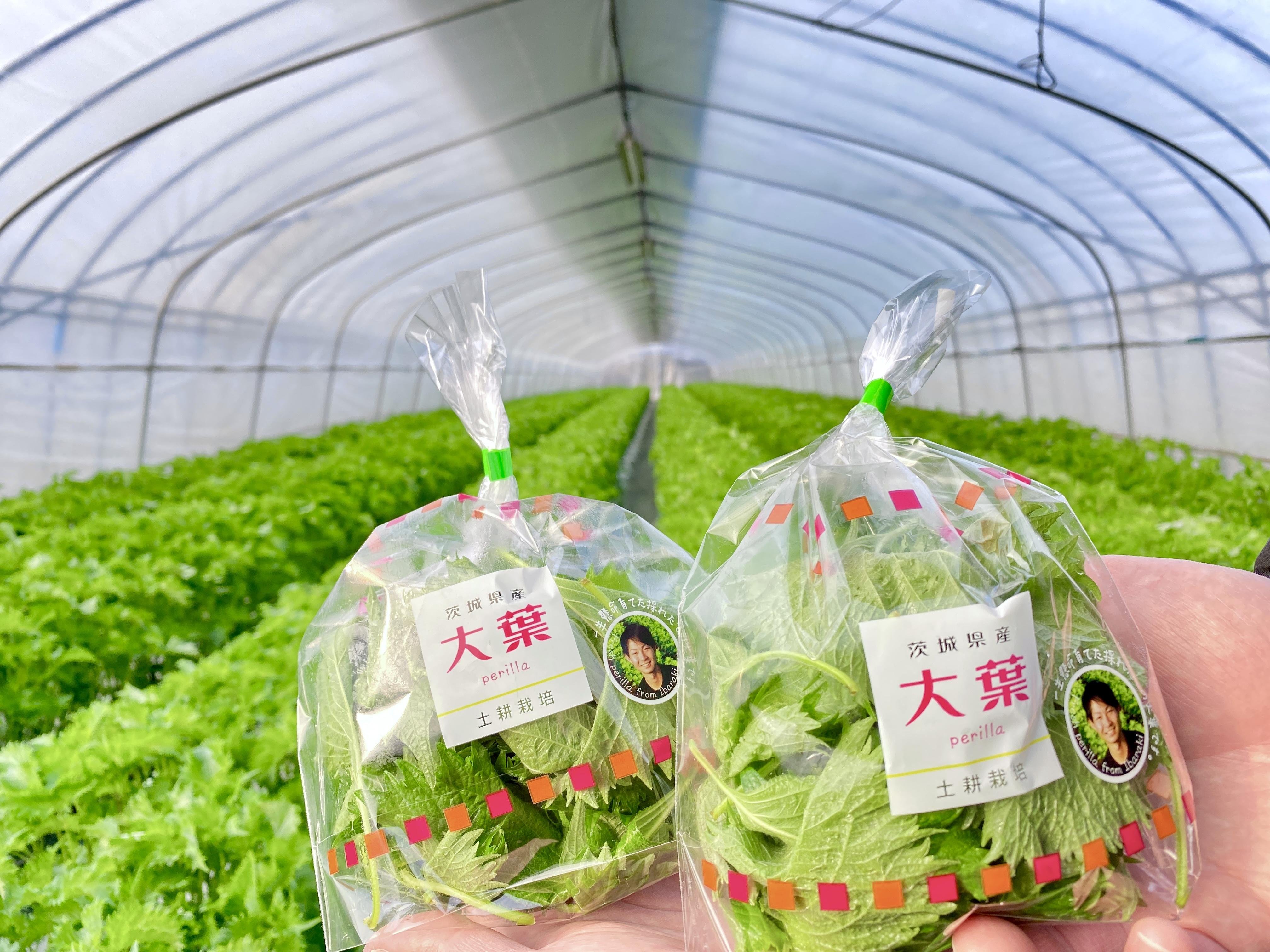 大葉農園 大葉農園 【公式通販】
