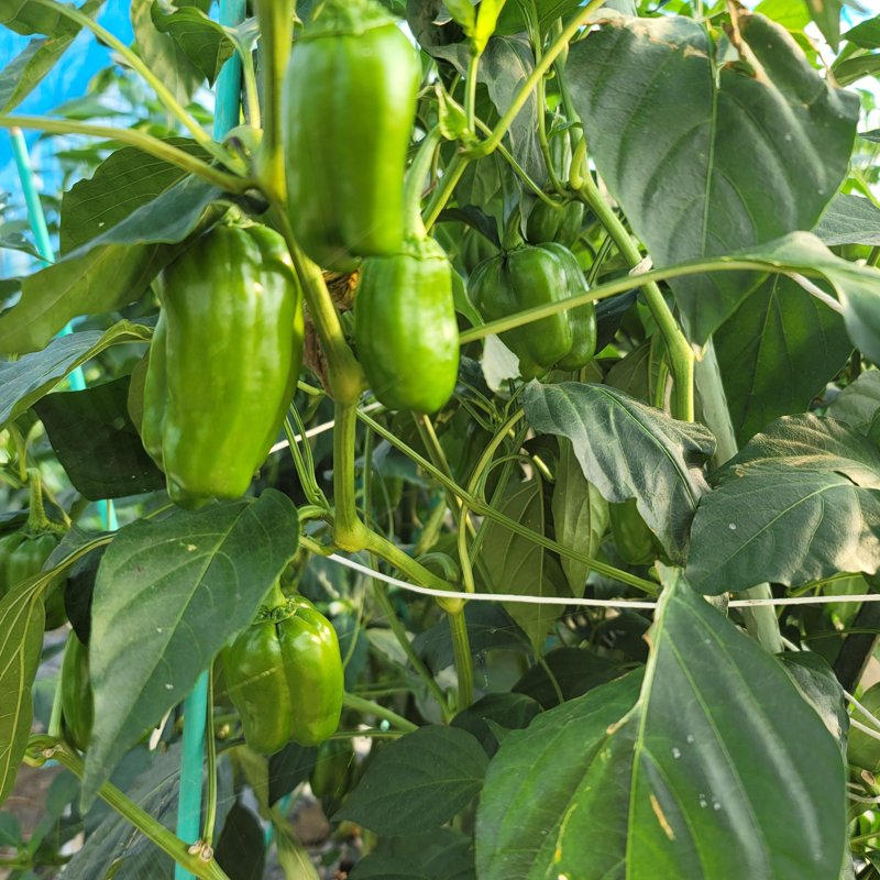 Top【選抜株】多肉植物　11573グリーンペッパー（ピーマン）　35個　鉢無し やさいバス/種なしピーマン