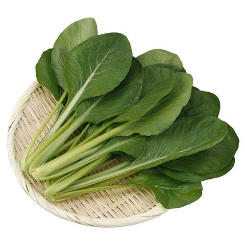 やさいバス/静岡県磐田市産 くせがなくやわらかな水耕小松菜 KG売