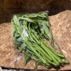 やさいバス/空芯菜 1ケース＝150g✕20袋（農薬不使用）