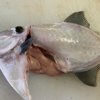 やさいバス/ウマヅラハギ(クロギ、ハゲ)