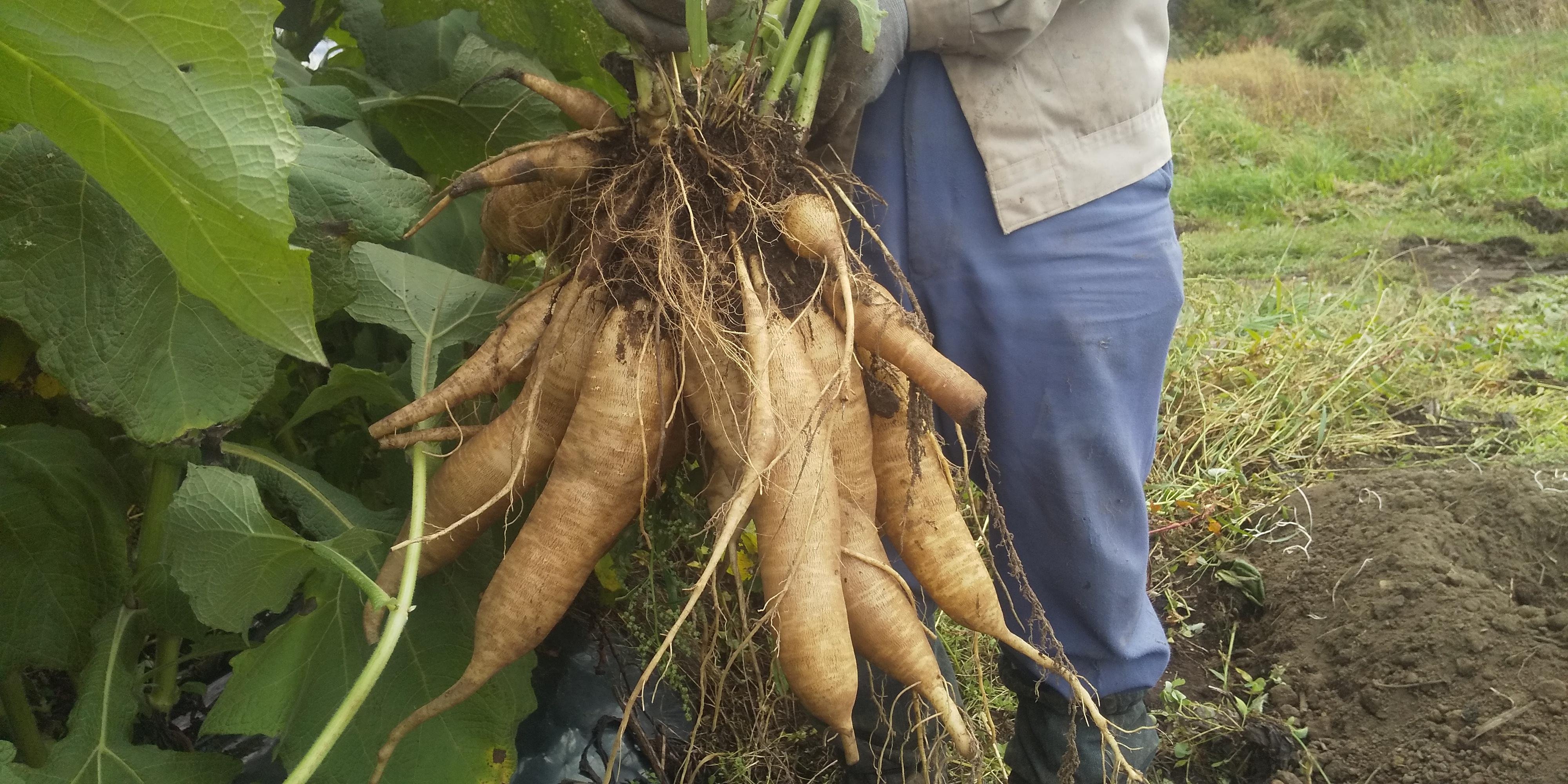 やさいバス/北海道ヤーコン（C品）