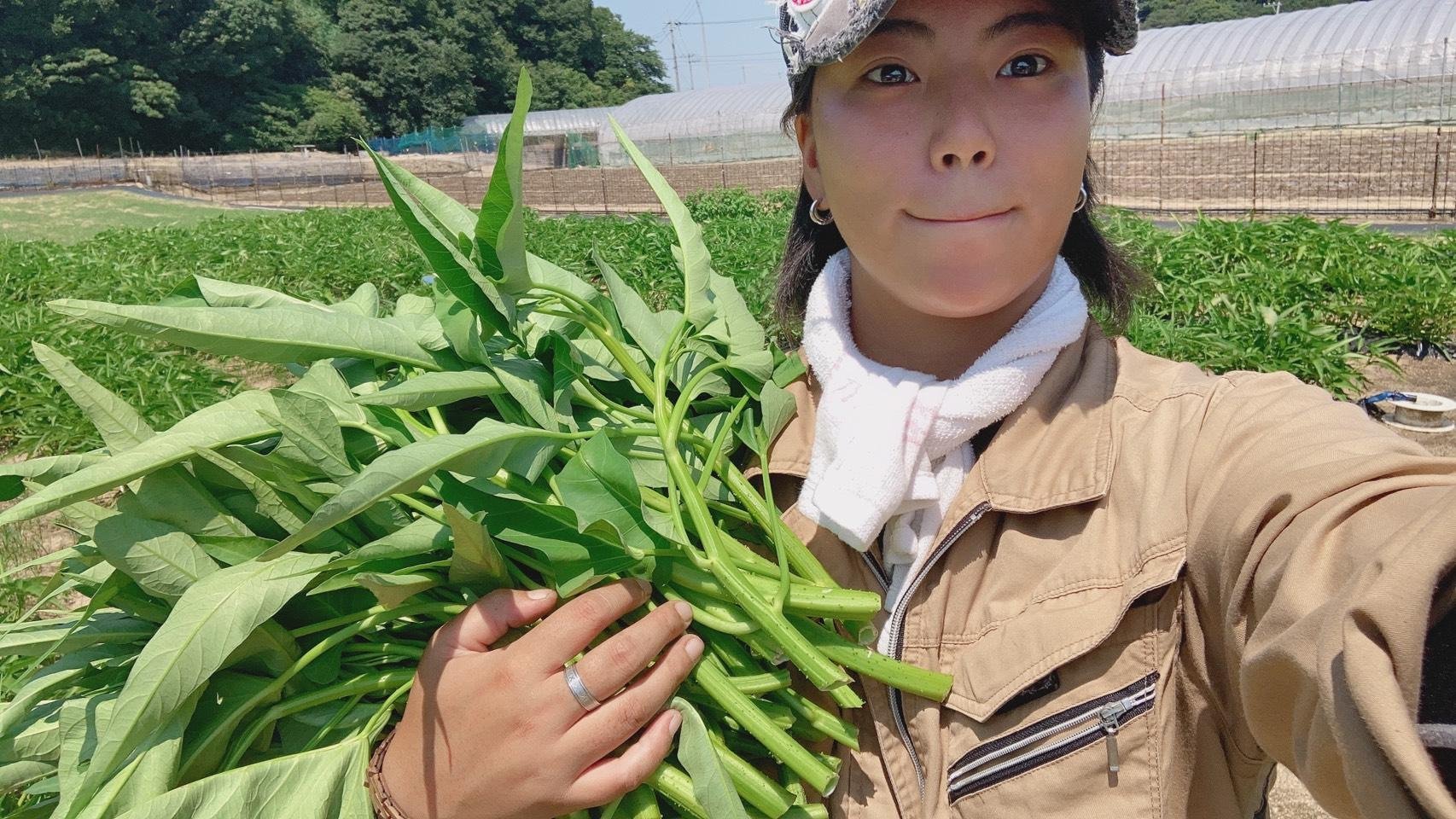 やさいバス/空芯菜 1ケース＝150g✕20袋（農薬不使用）