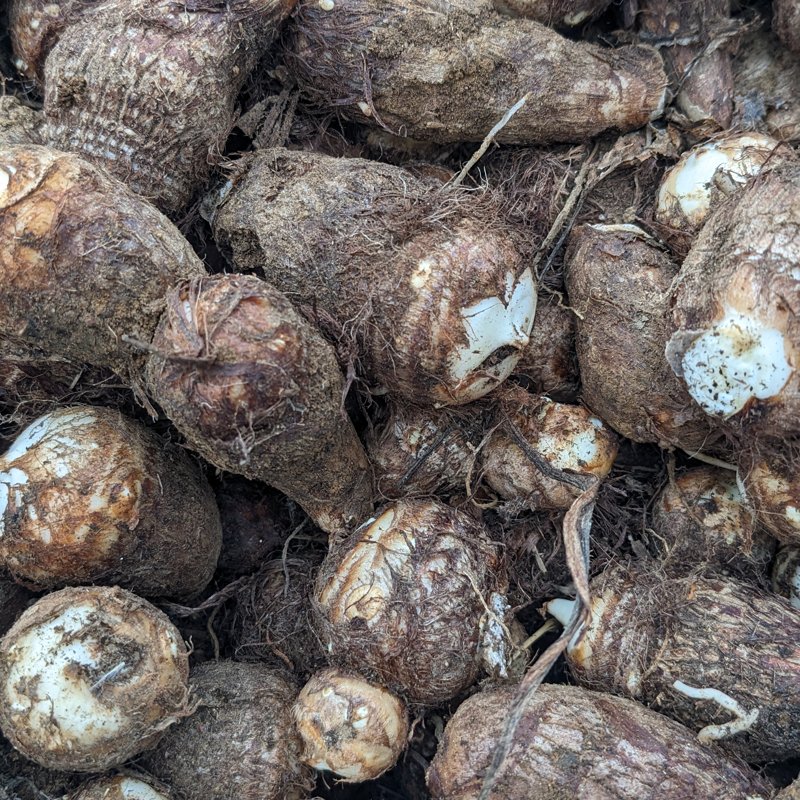 【栽培期間中農薬不使用】女早生 里芋 15kg サトイモ】栽培期間中農薬不使用 在来種「大和早生」（やまとわせ