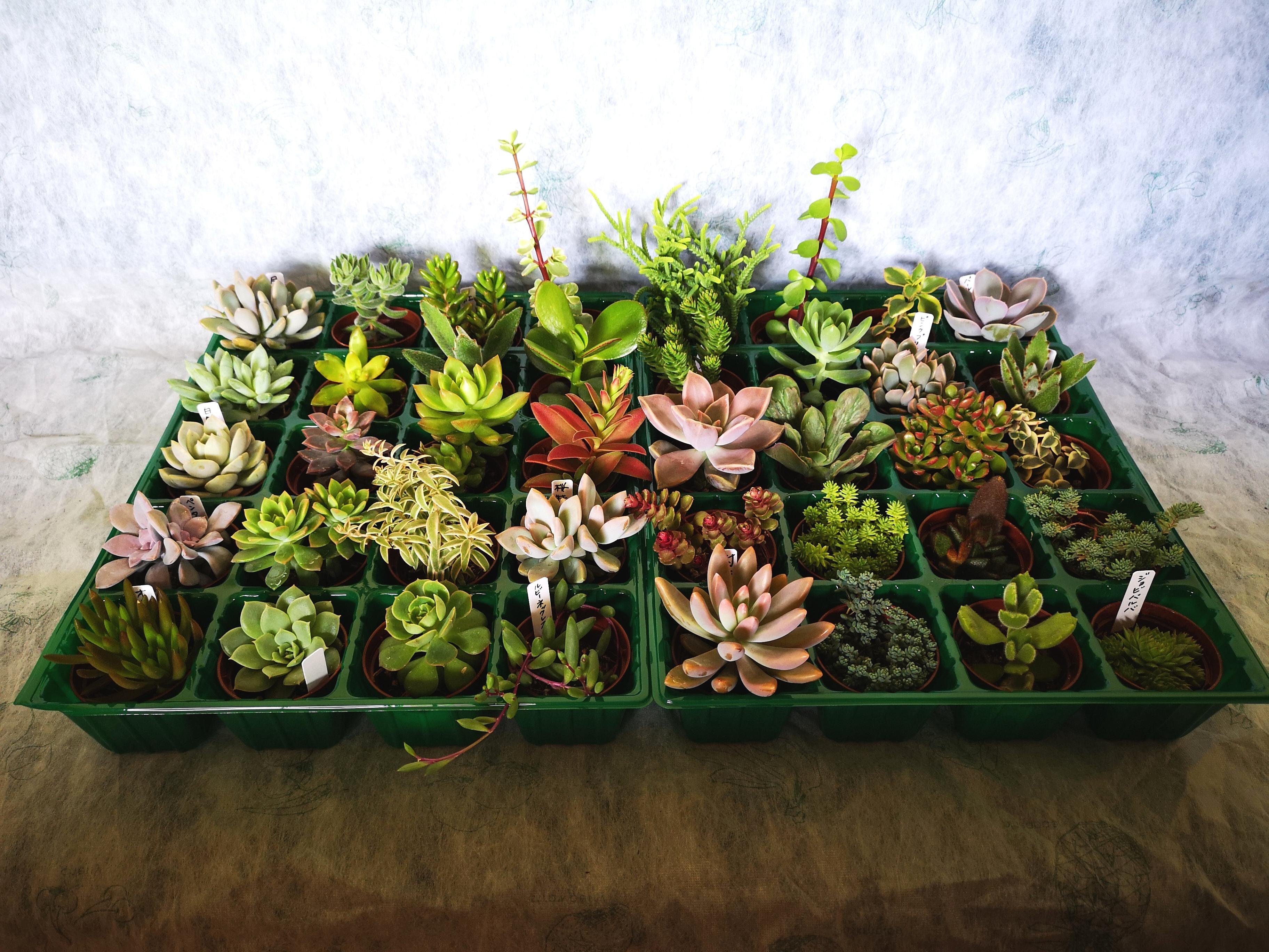 やさいバス/多肉植物詰め合わせ40種セット