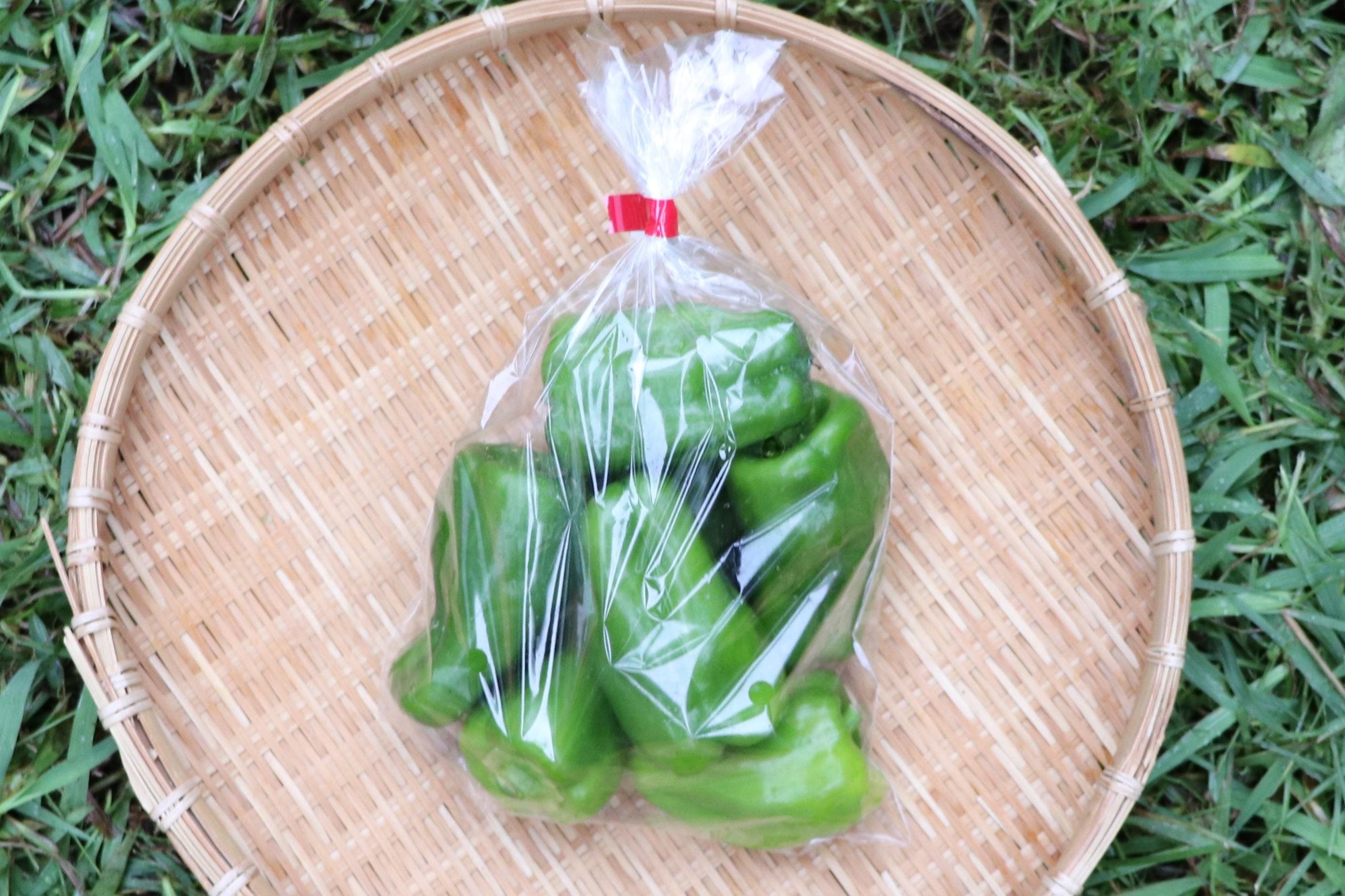 やさいバス/ピーマン （三重ピーマン） 三重県の固定種