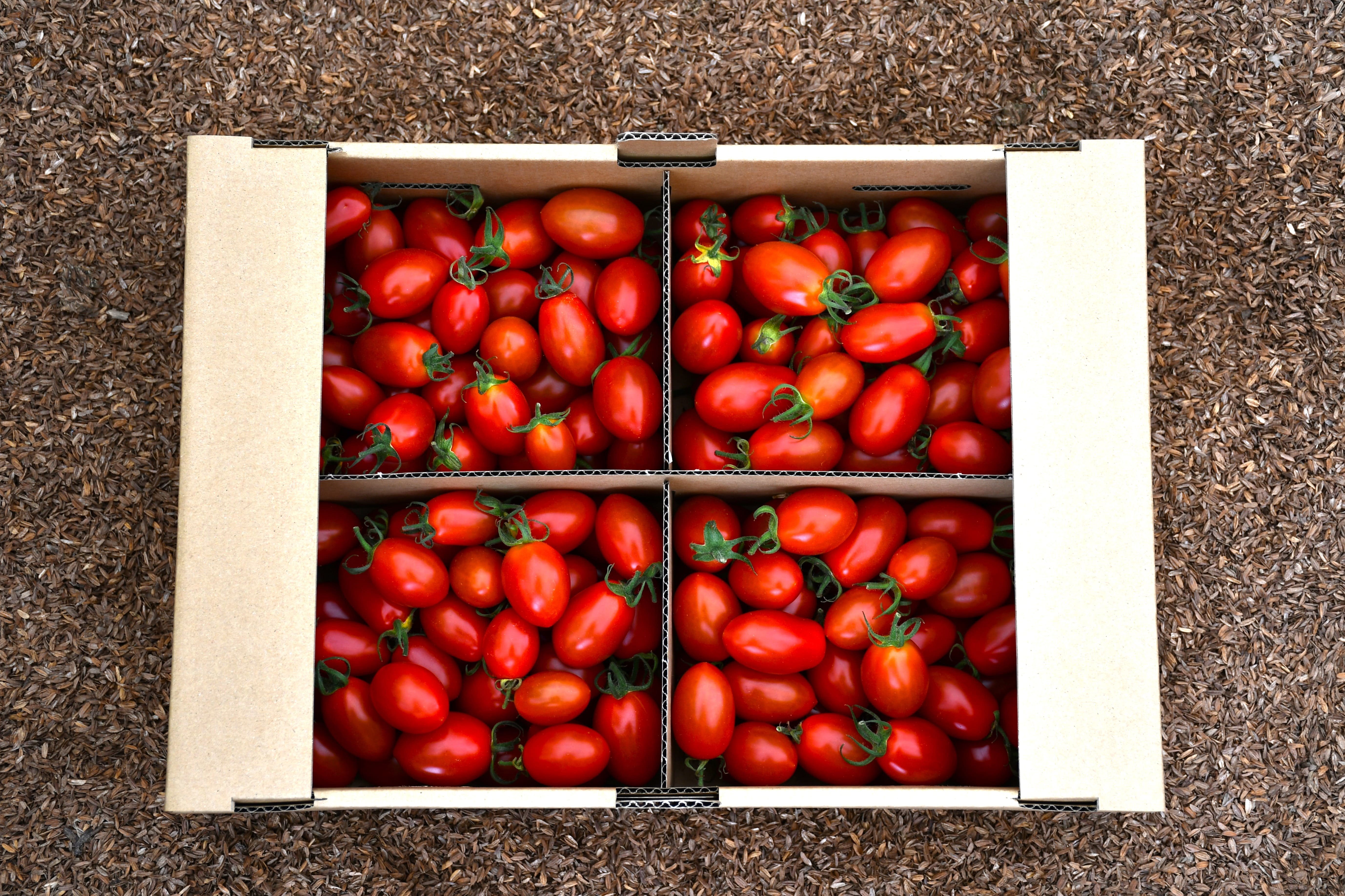 やさいバス/【有機JAS】「アイコ」3kg