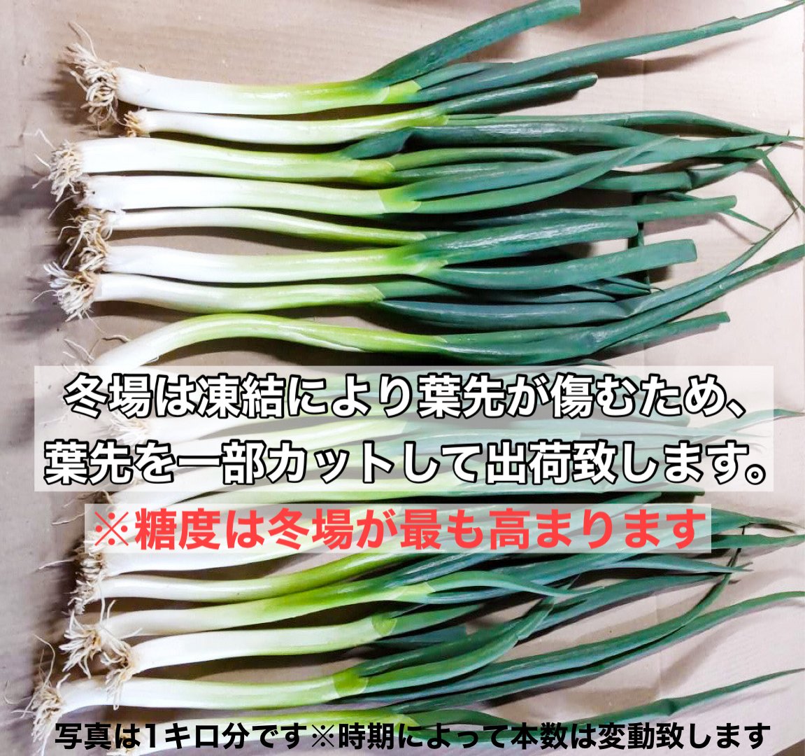 やさいバス/富士の雅ネギ（バラ）※根付き
