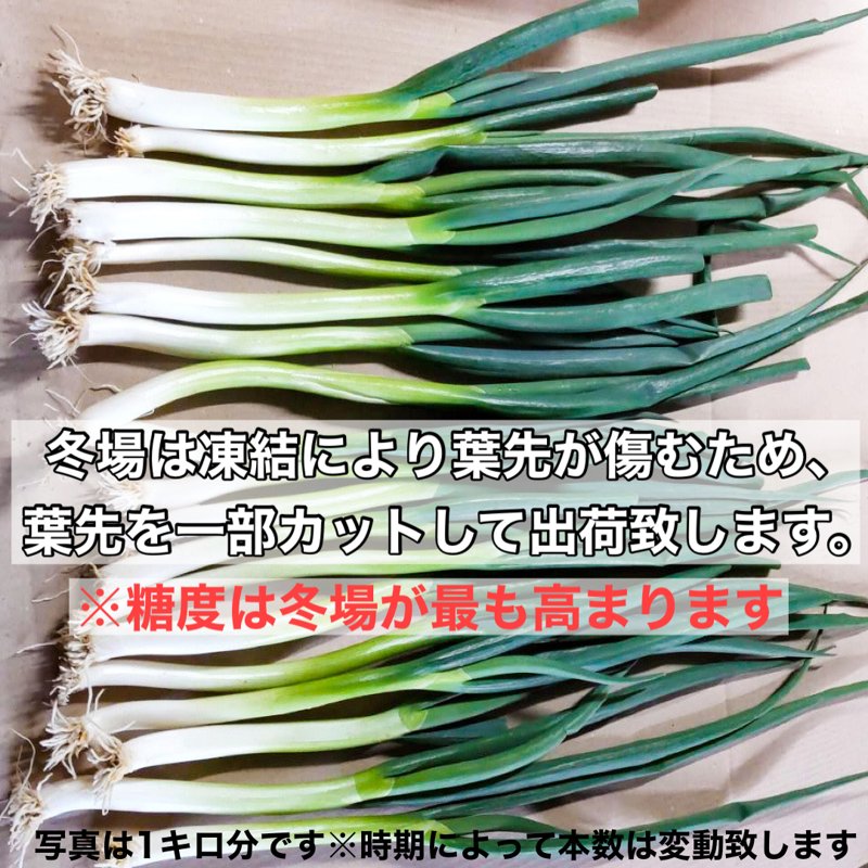やさいバス/富士の雅ネギ（バラ）※根付き
