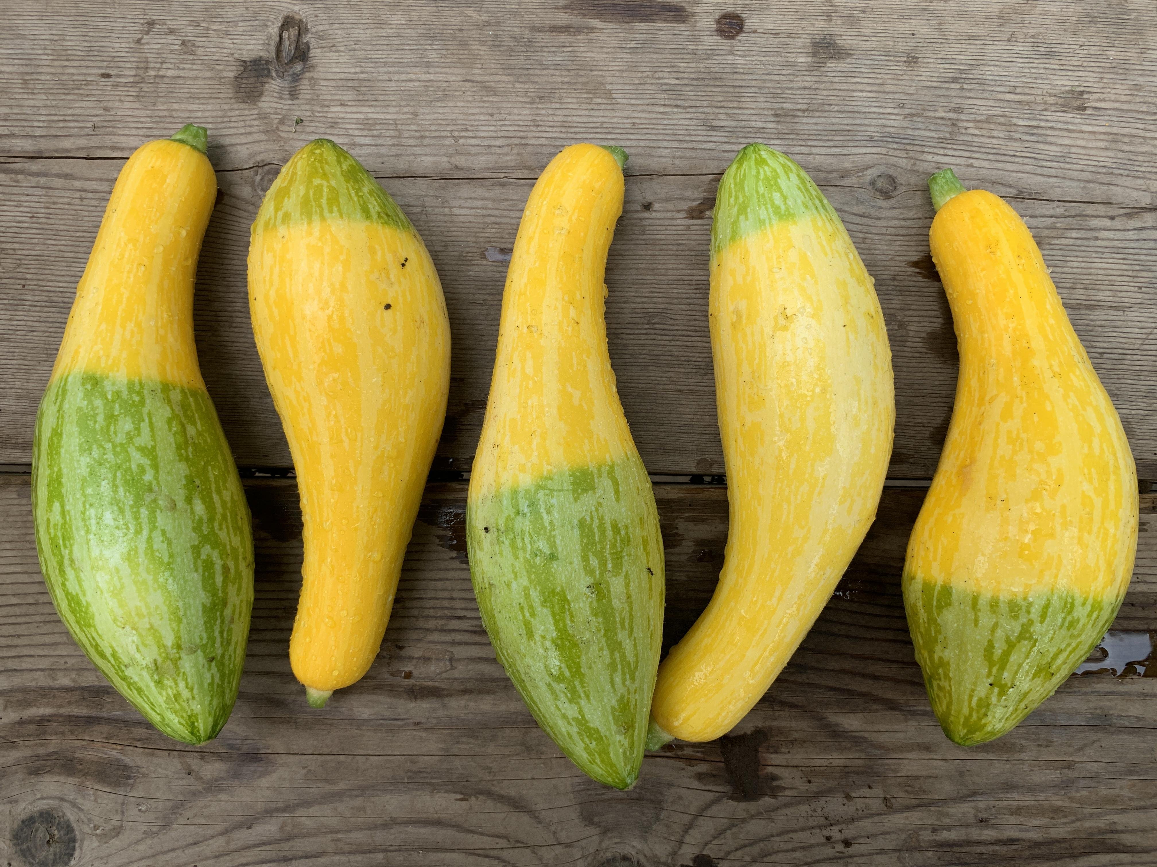 やさいバス/グリーンパンツ(ズッキーニ)