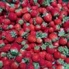 規格外品」夏秋いちご5kg