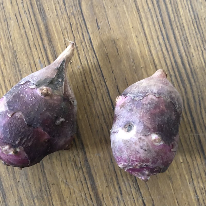 やさいバス/炒めて香ばしく！北海道江別産 菊芋 300g（袋入り）