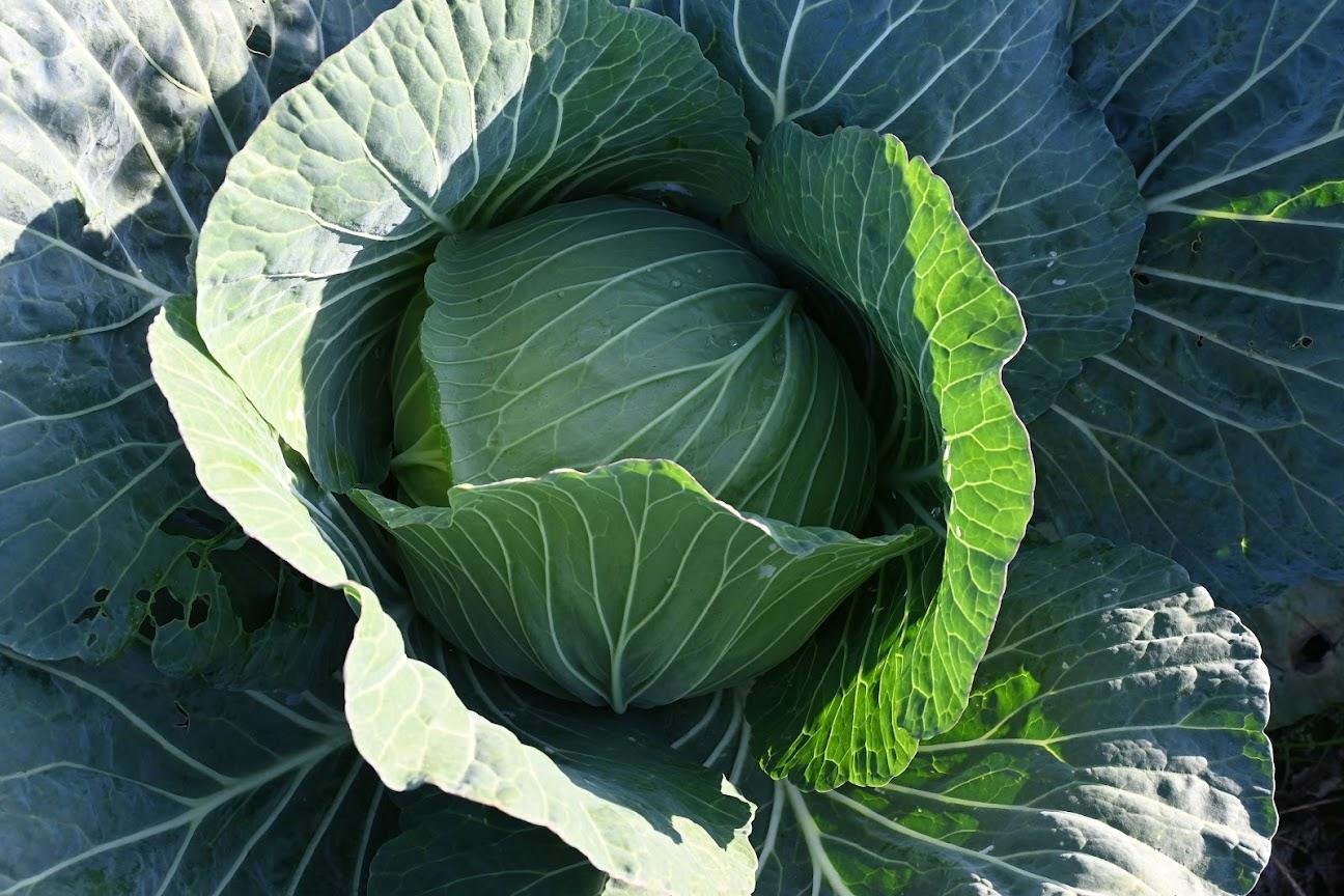 やさいバス/北海道江別産 キャベツ とくみつ