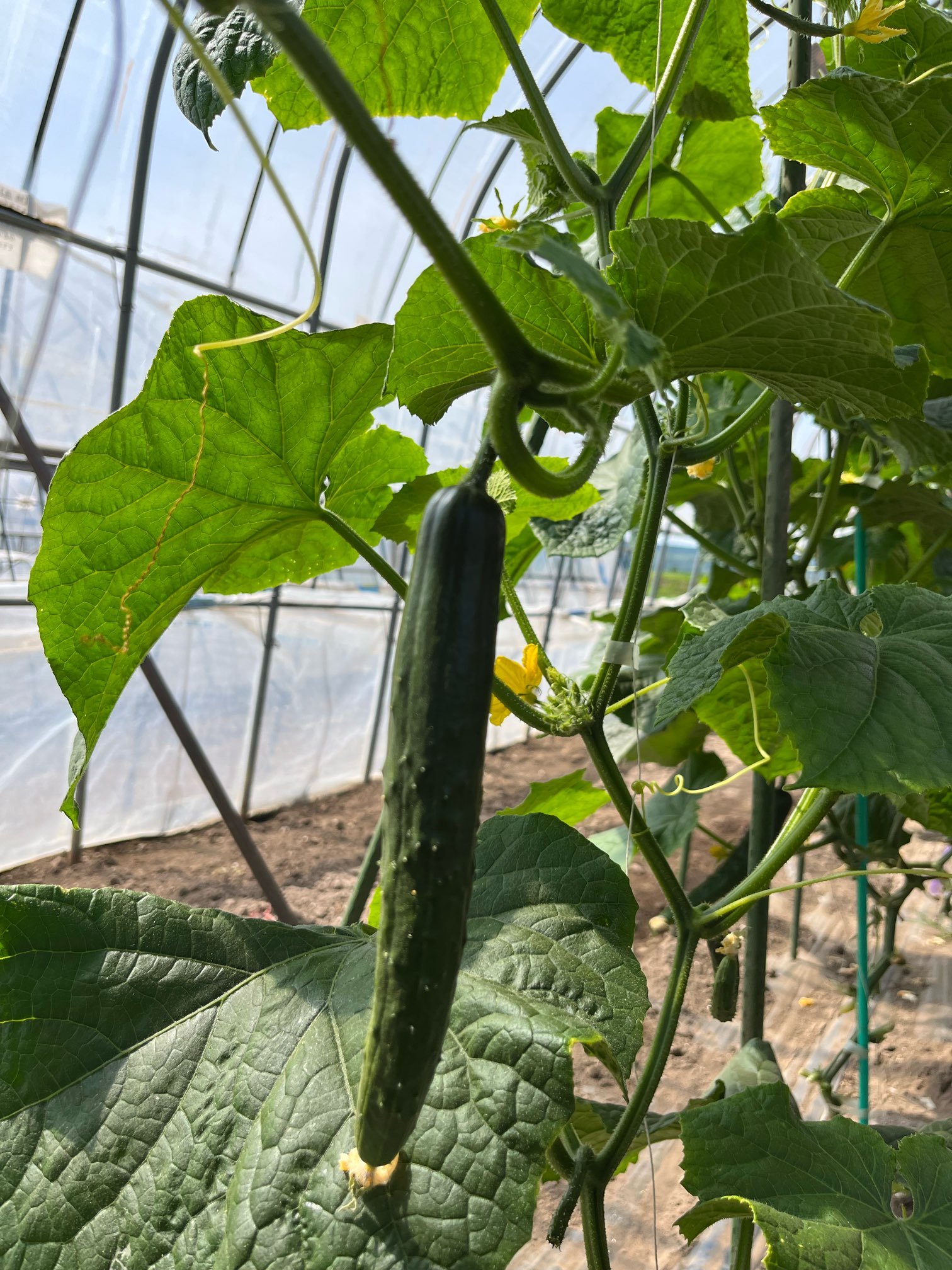 やさいバス/きゅうり 4本入り 袋入り