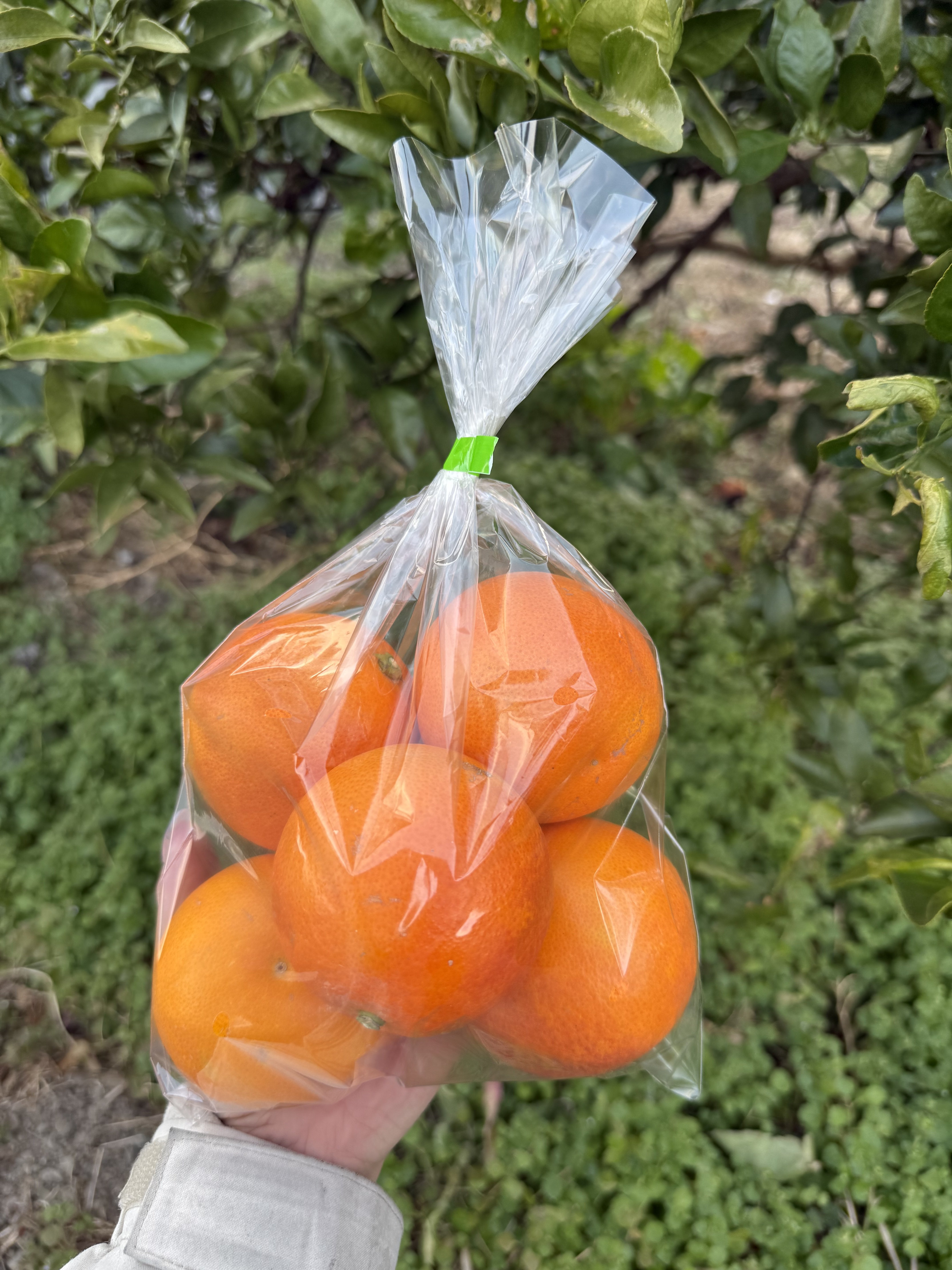 やさいバス/ブラッドオレンジ(タロッコ)