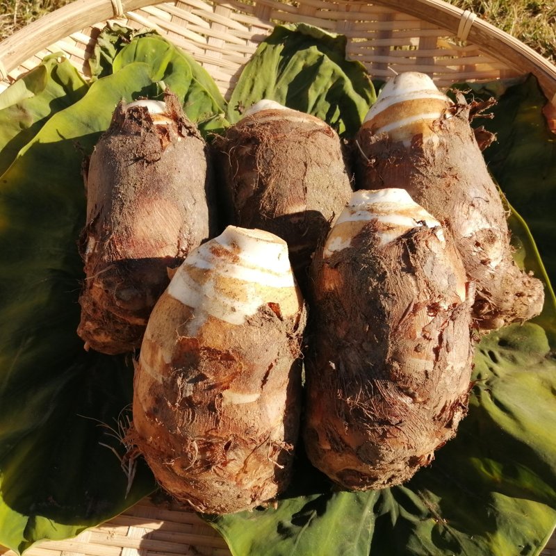 やさいバス/ファーム新貝の海老芋