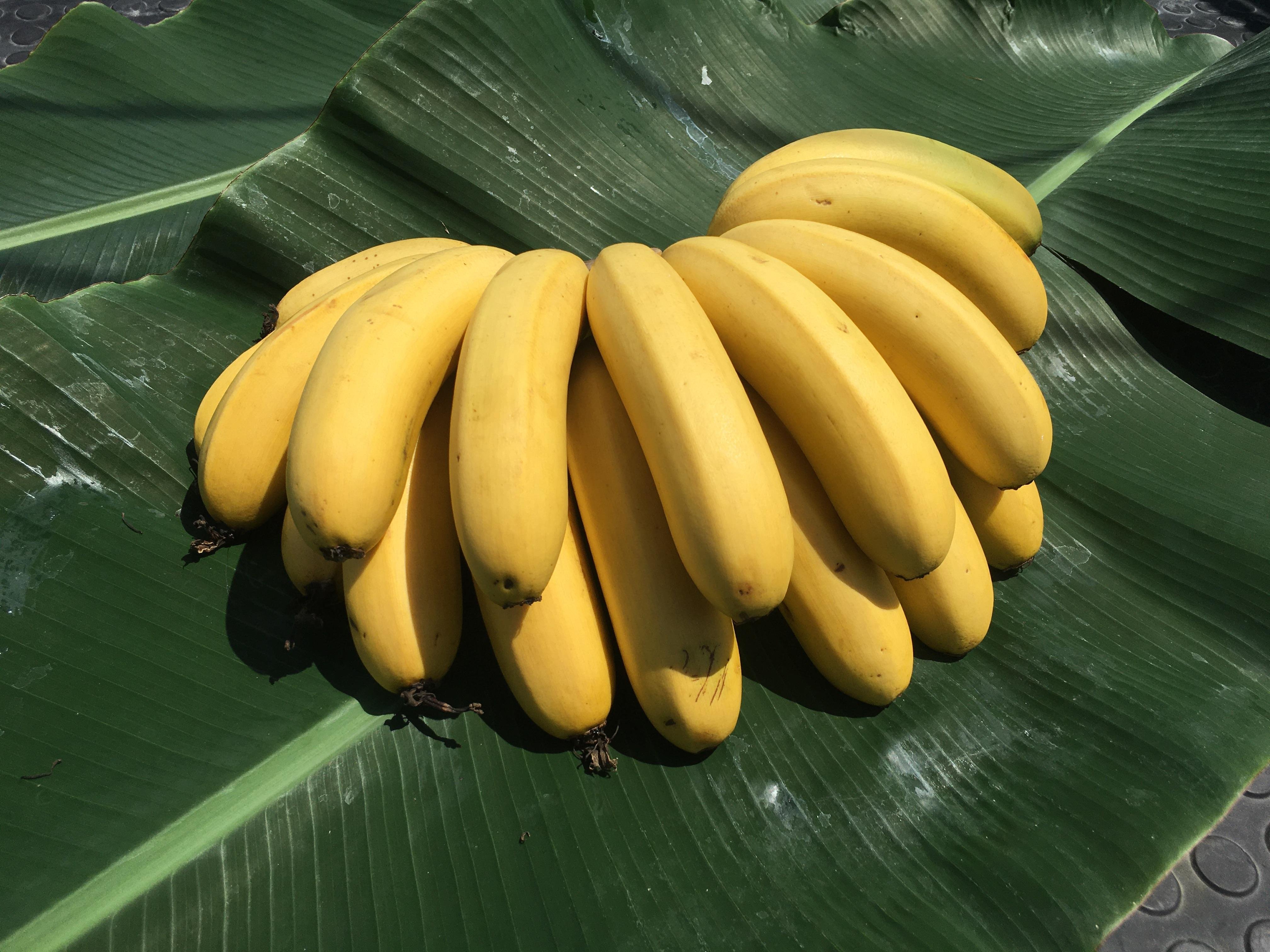 やさいバス/国産三尺バナナ/尾道市産/無農薬/5月下旬〜11月上旬まで