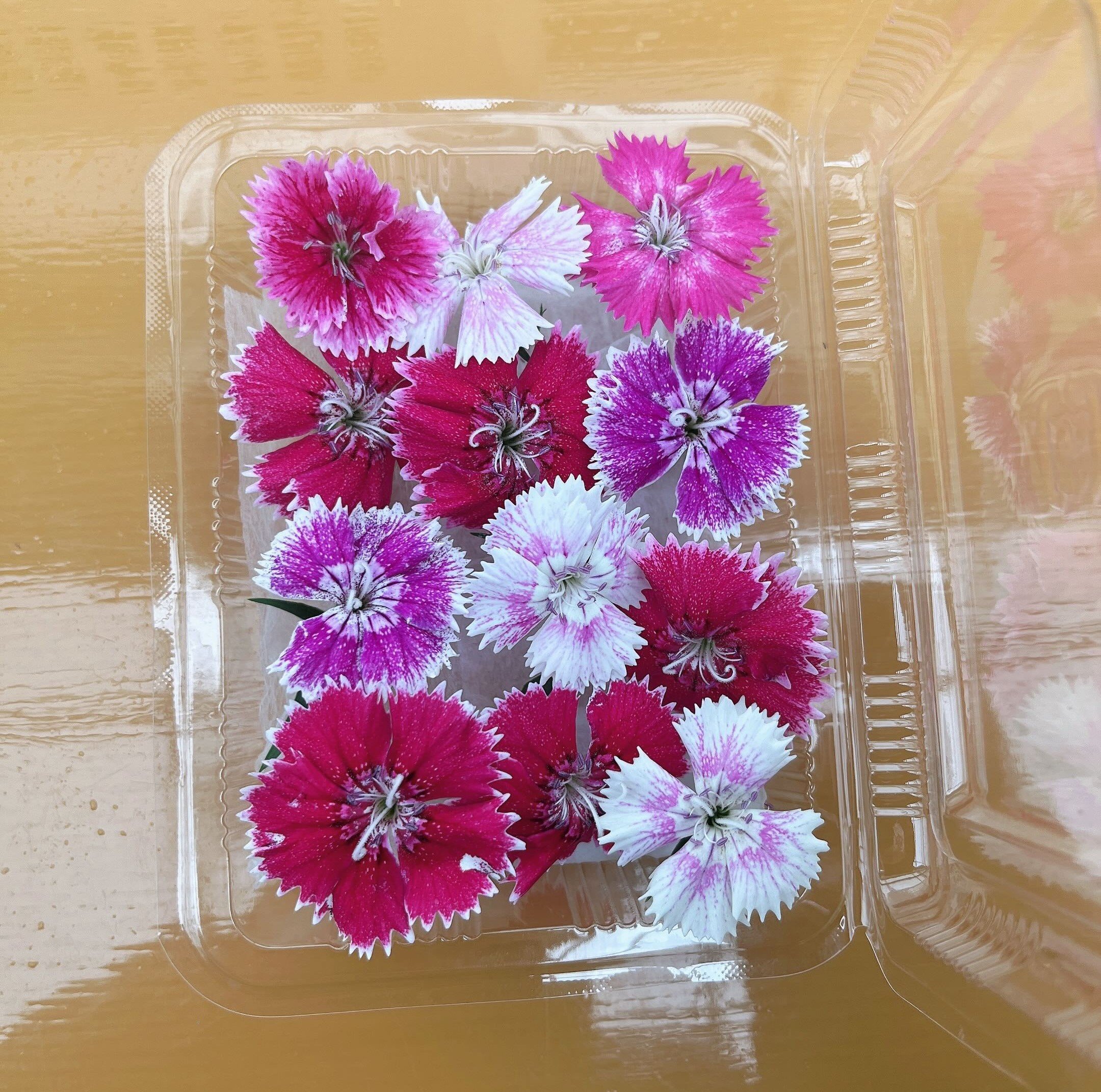 やさいバス/エディブルフラワー ナデシコセット アクアポニックス産