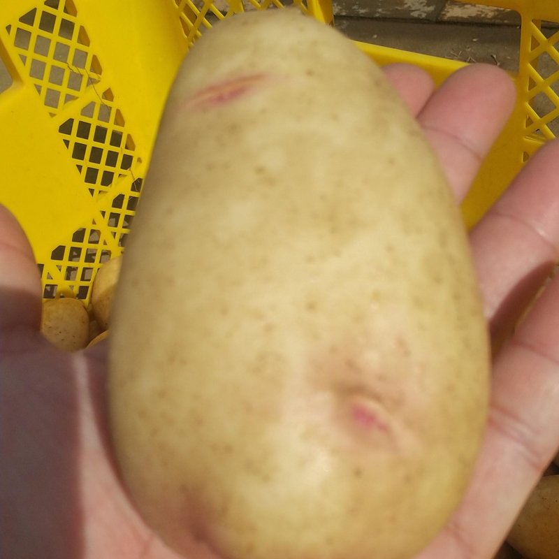 やさいバス/オールランダーじゃがいも はるか 500g