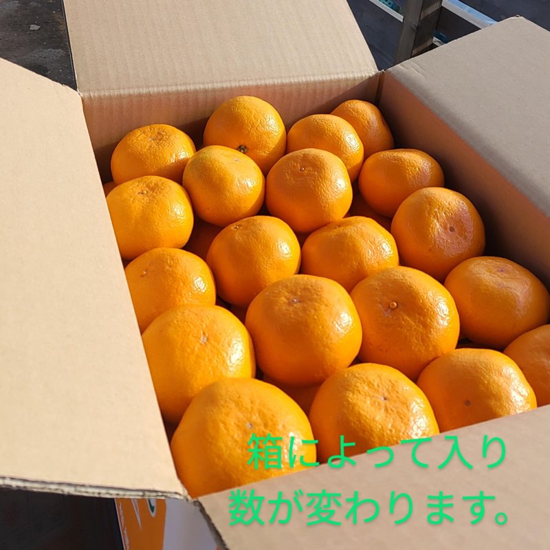 やさいバス/【最終品種】大阪和泉のみかん 10キロ箱