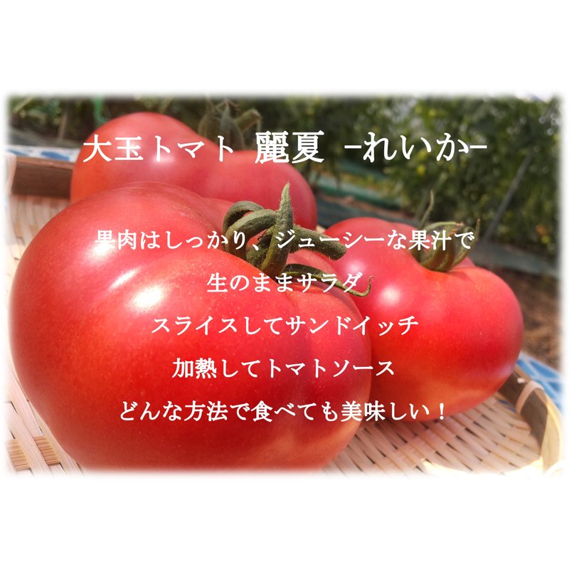 やさいバス/大玉トマト麗夏【約2kg 8～12玉】