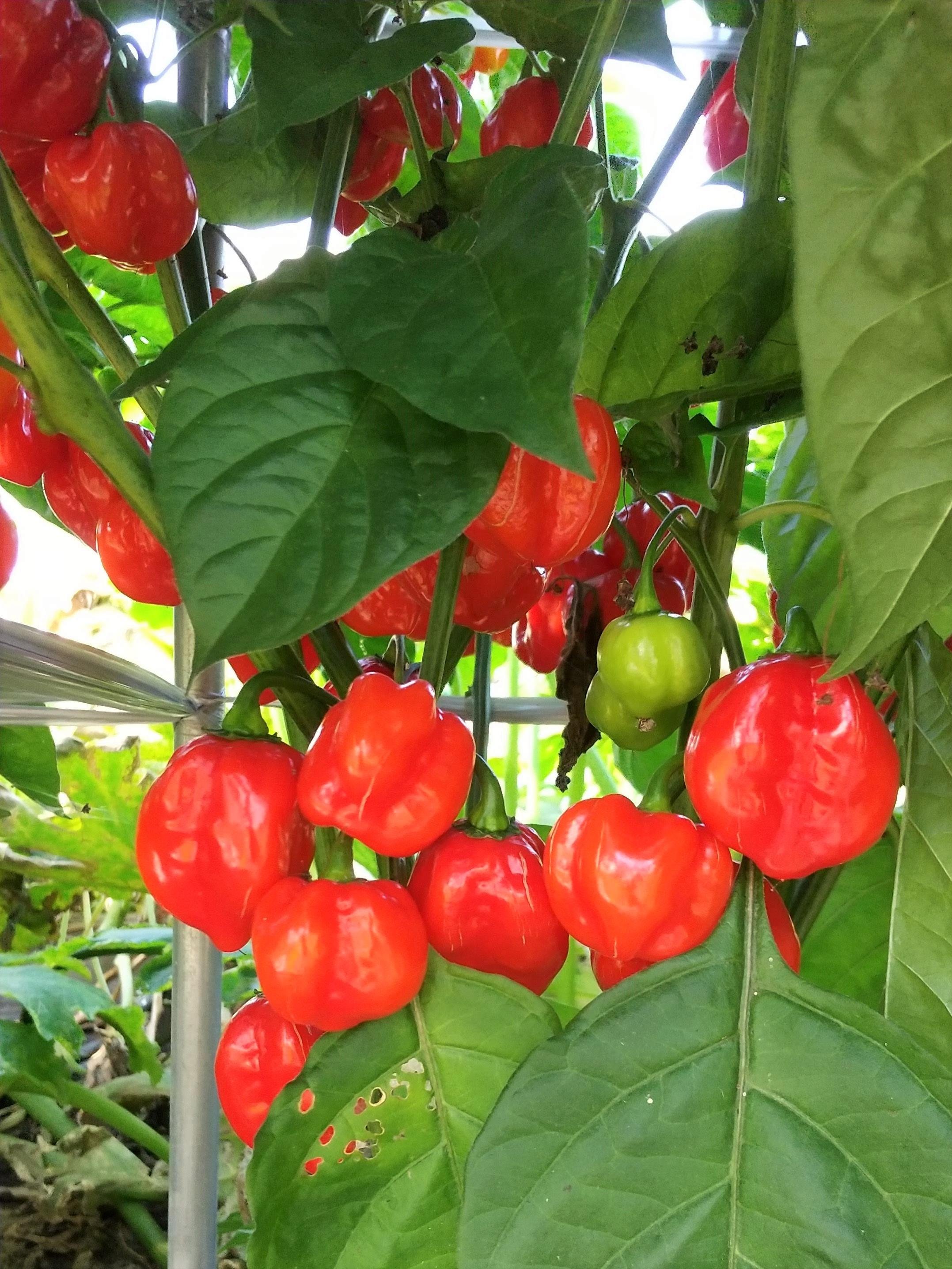やさいバス/辛いもの好きにはファーム雫のハバネロ（10個）北海道岩見沢産