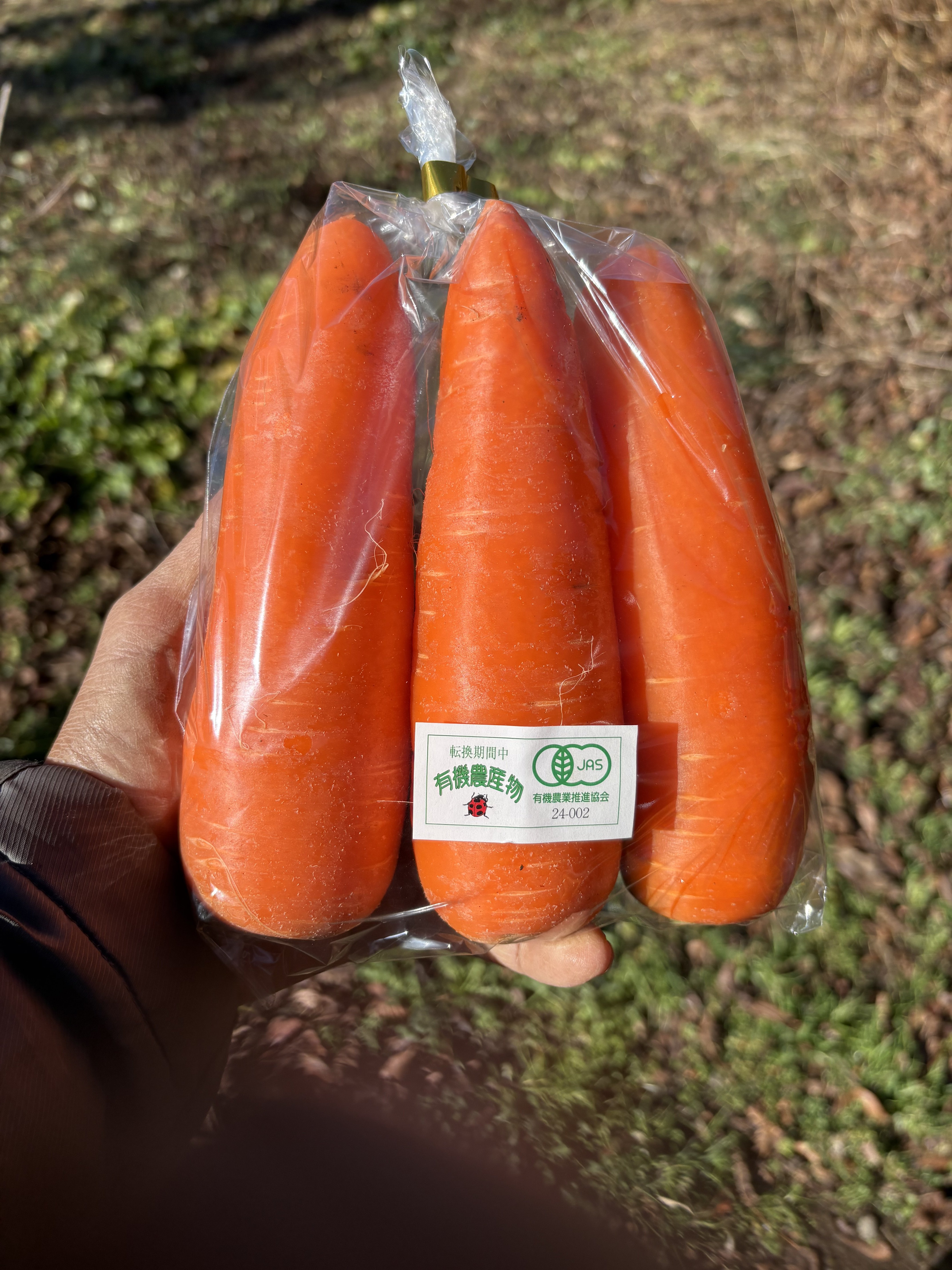 やさいバス/サニーレタス（レッドオーク）