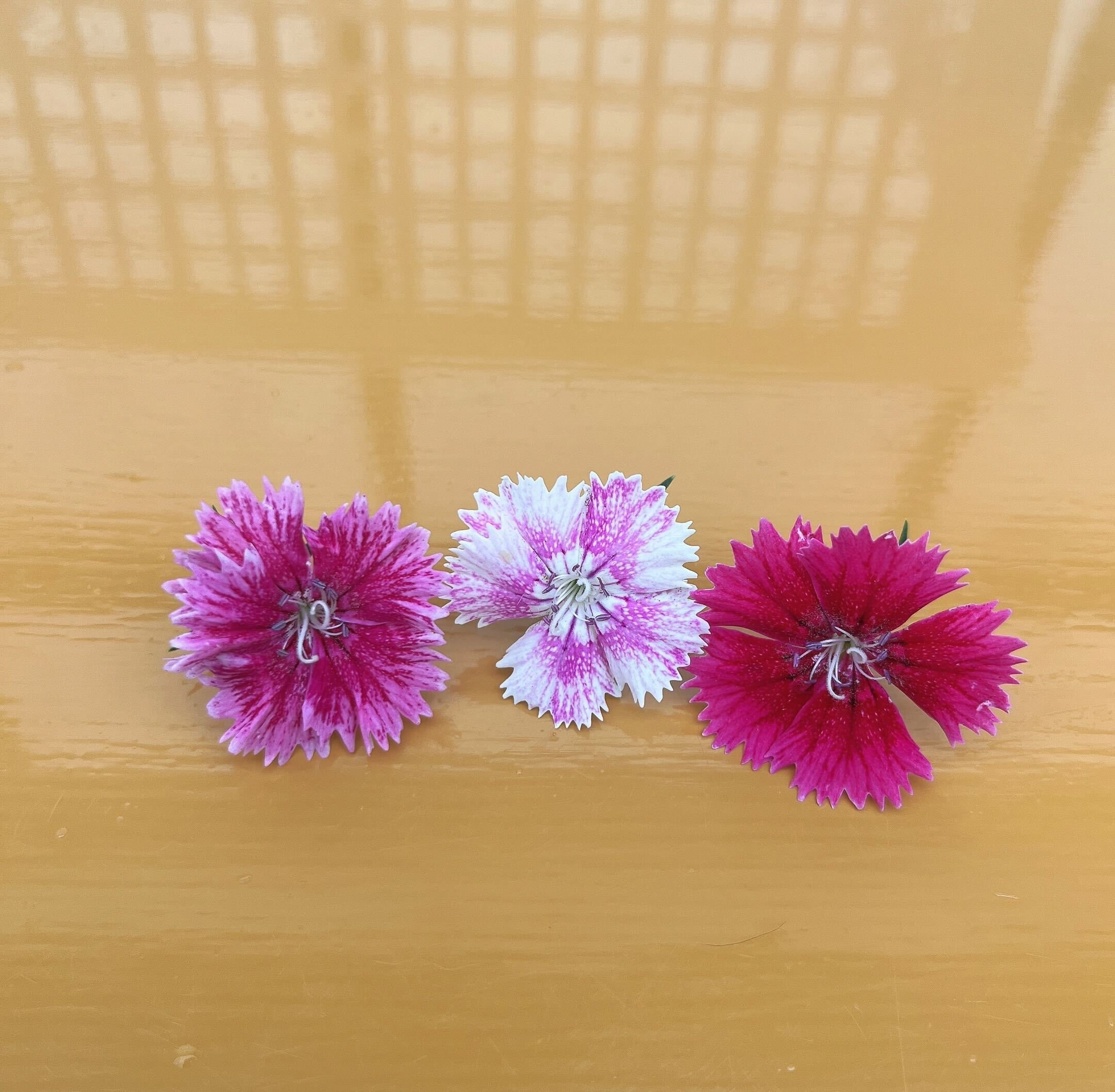 やさいバス/エディブルフラワー ナデシコセット アクアポニックス産