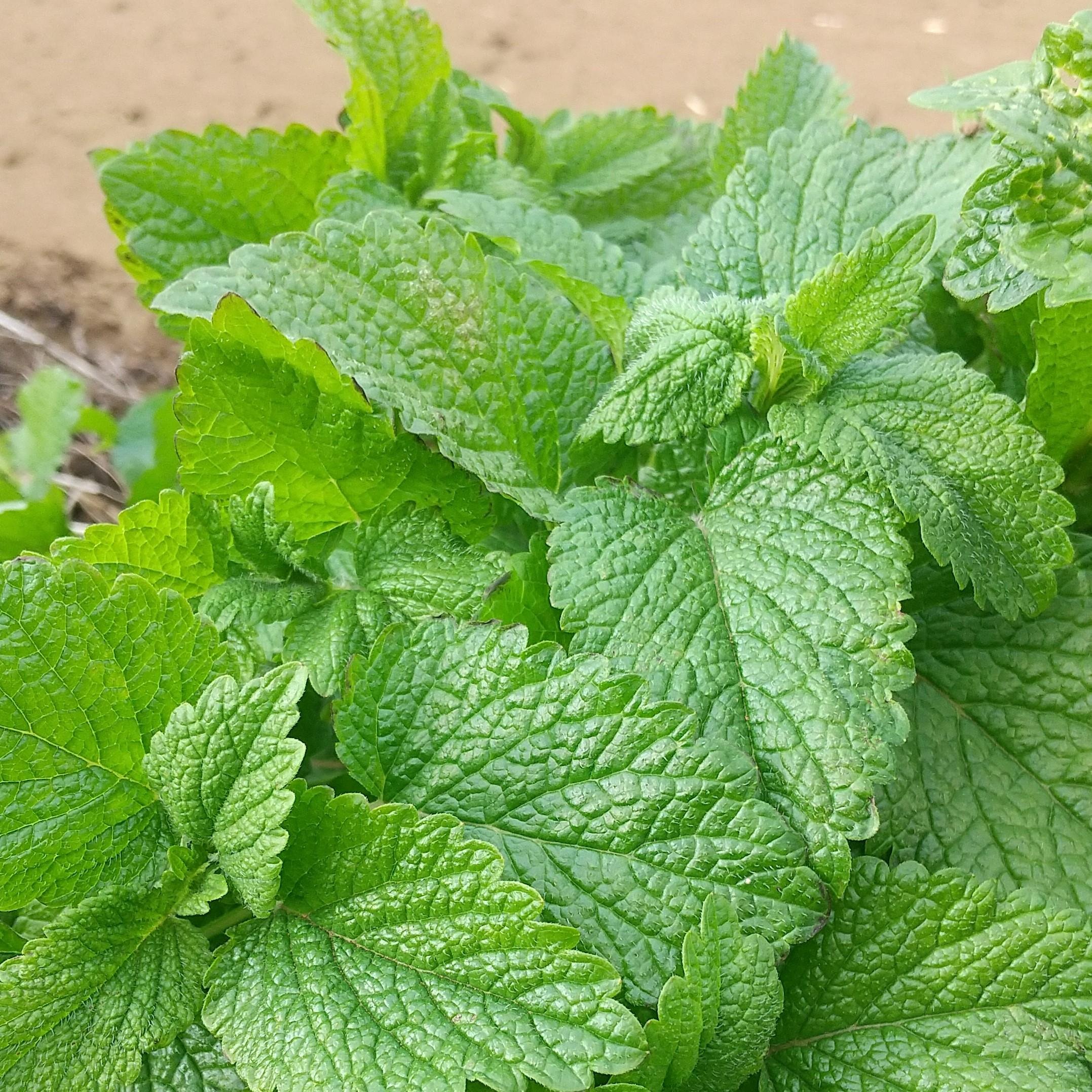 やさいバス 小売店さま向け 清々しいレモンの香りがするハーブ レモンバームｇ 5袋