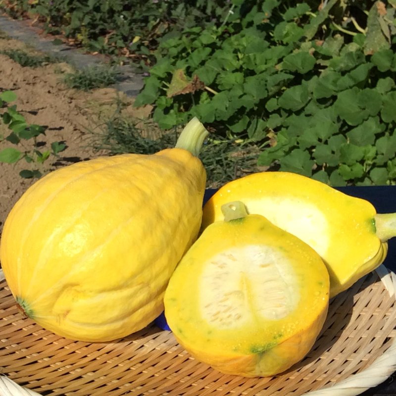 やさいバス/コリンキー 〜生食できるサラダかぼちゃ〜