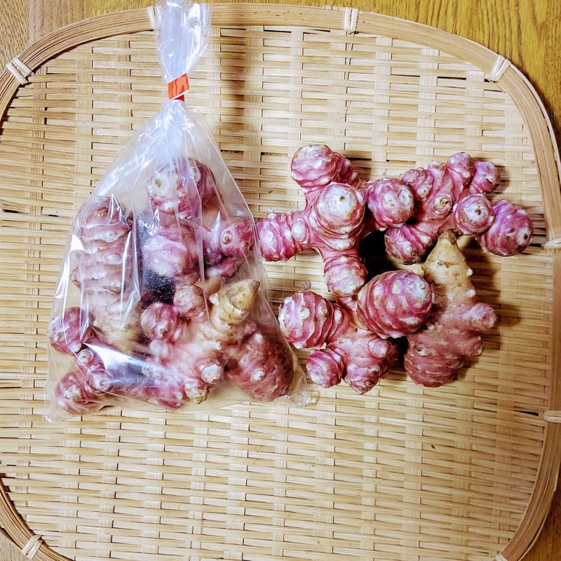 satomion　紫菊芋 紫菊芋| 種・苗・ガーデニング用品の【タキイネット通販】