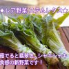 やさいバス/ひすい茎レタス 2本入り