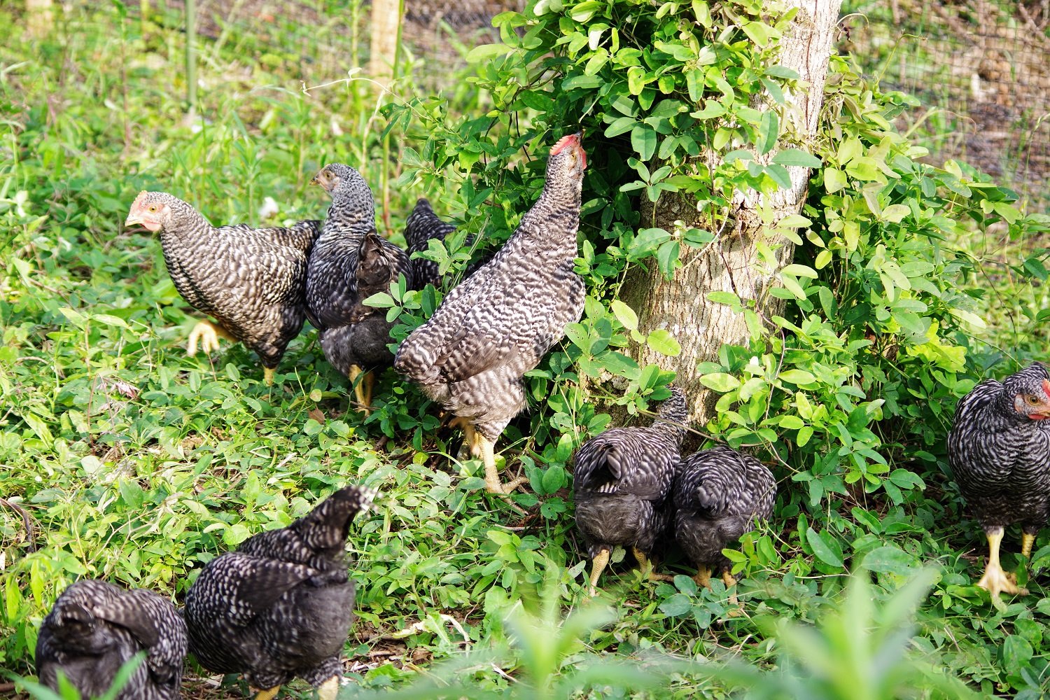 やさいバス/放し飼い鶏の有精卵