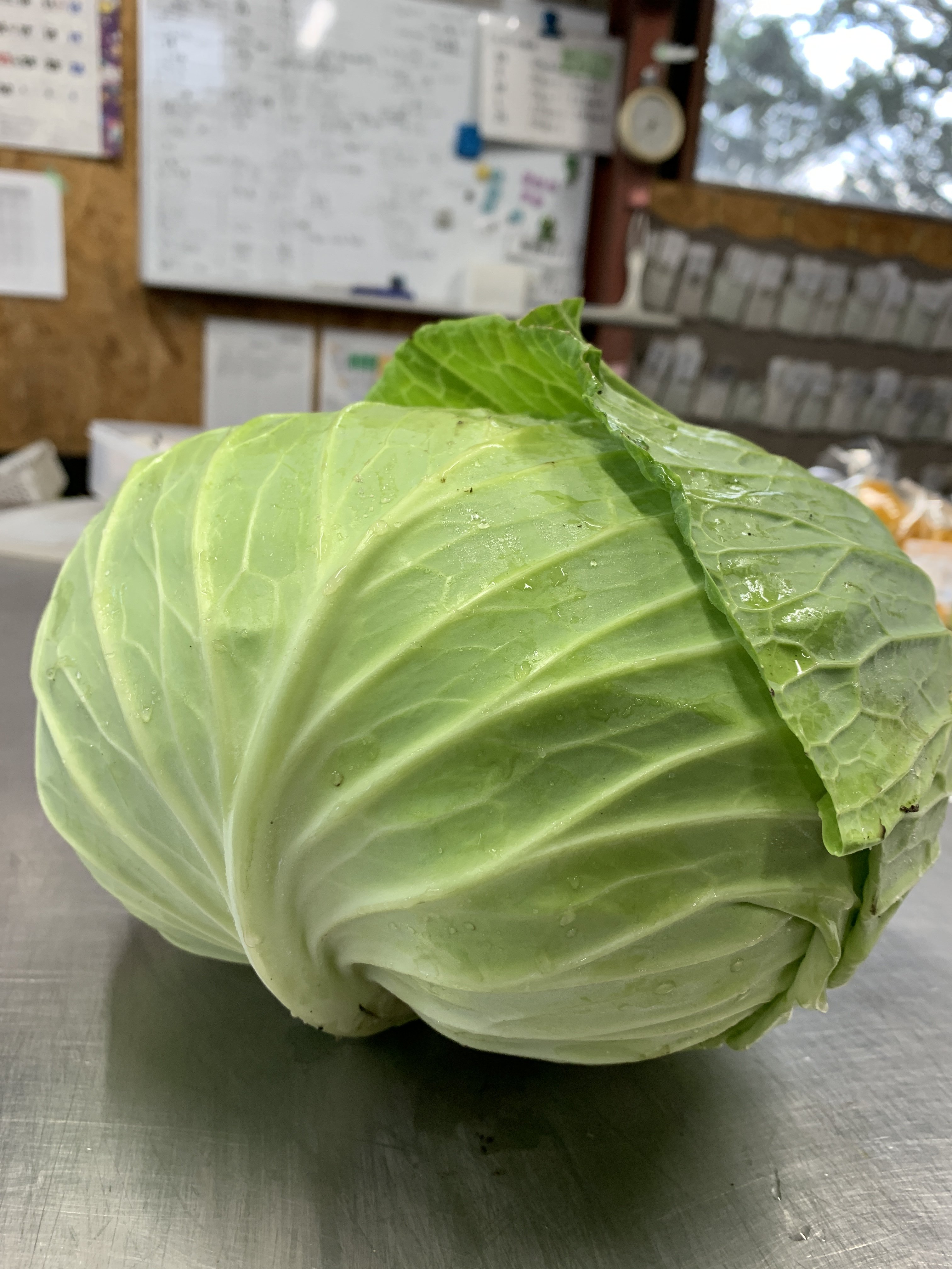 キャベツ　20玉 12 やさいバス/北海道江別産 寒玉キャベツ