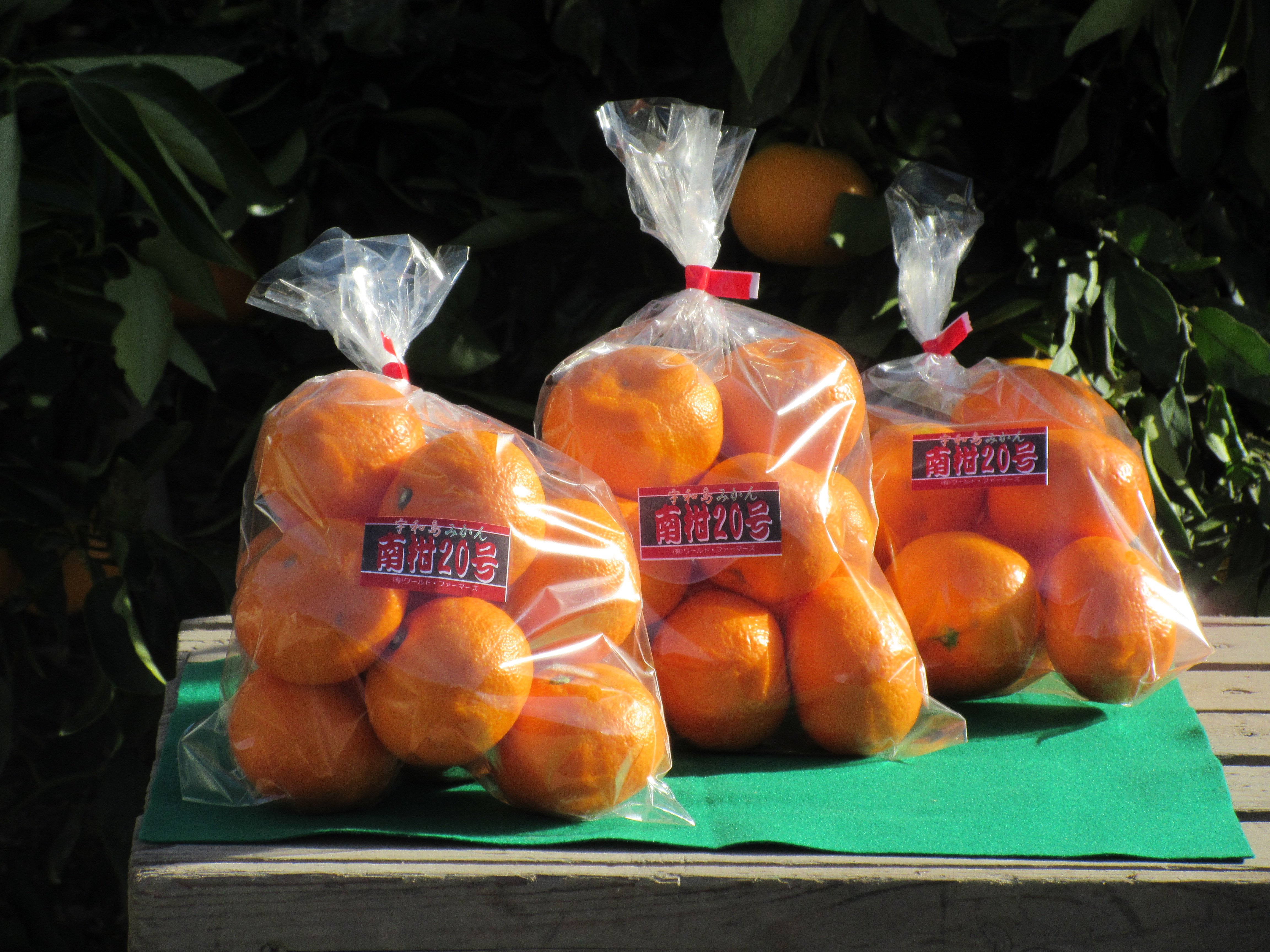 NZSS パール柑 ３L、２L 20kg NZSSパール柑3L 20kg NZSS様専用 パール柑 3L、2L 20kg 【公式通販】