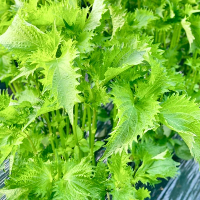 やさいバス/大葉 15g