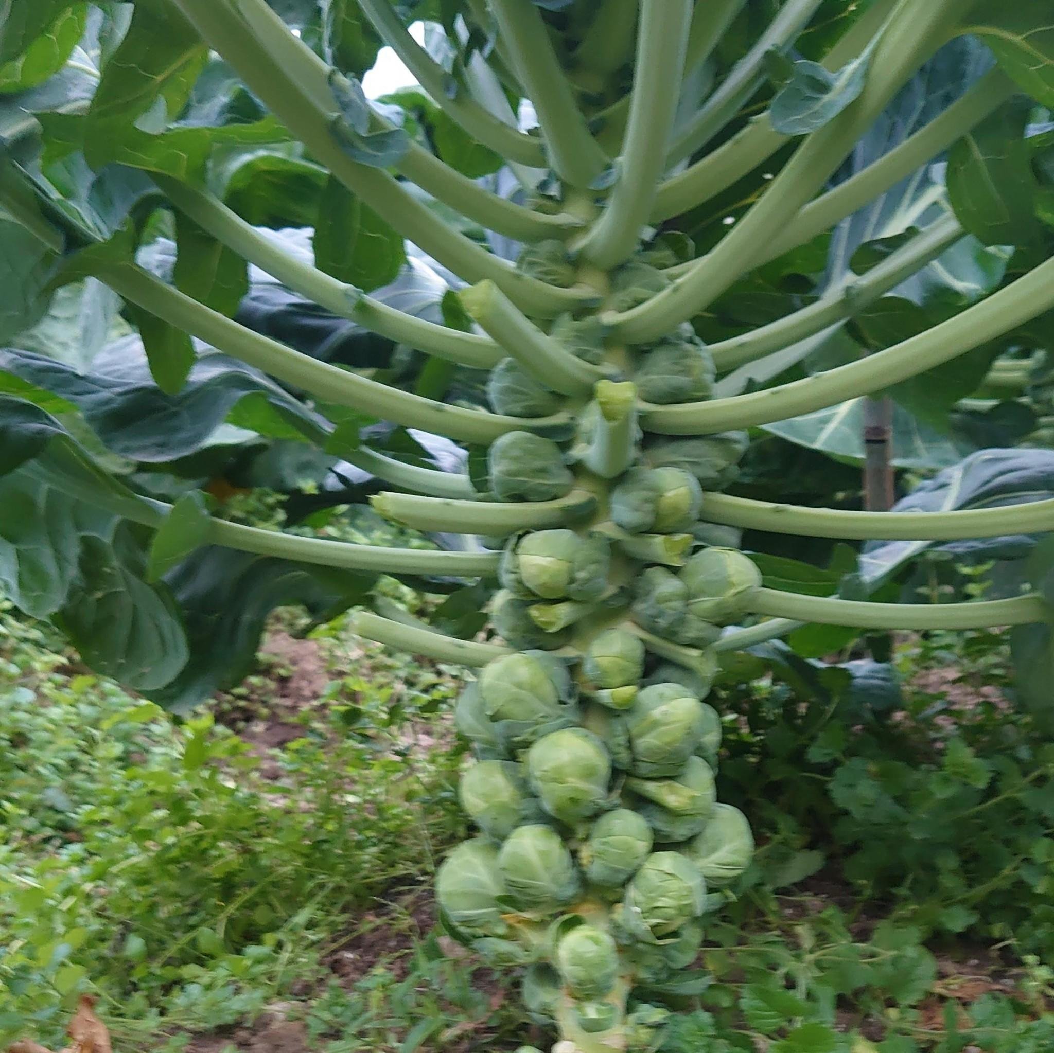 やさいバス/静岡県産 特別栽培の芽キャベツ