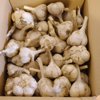 北海道産 行者ニンニク 球根の束 根のみ 60サイズ発送 200本
