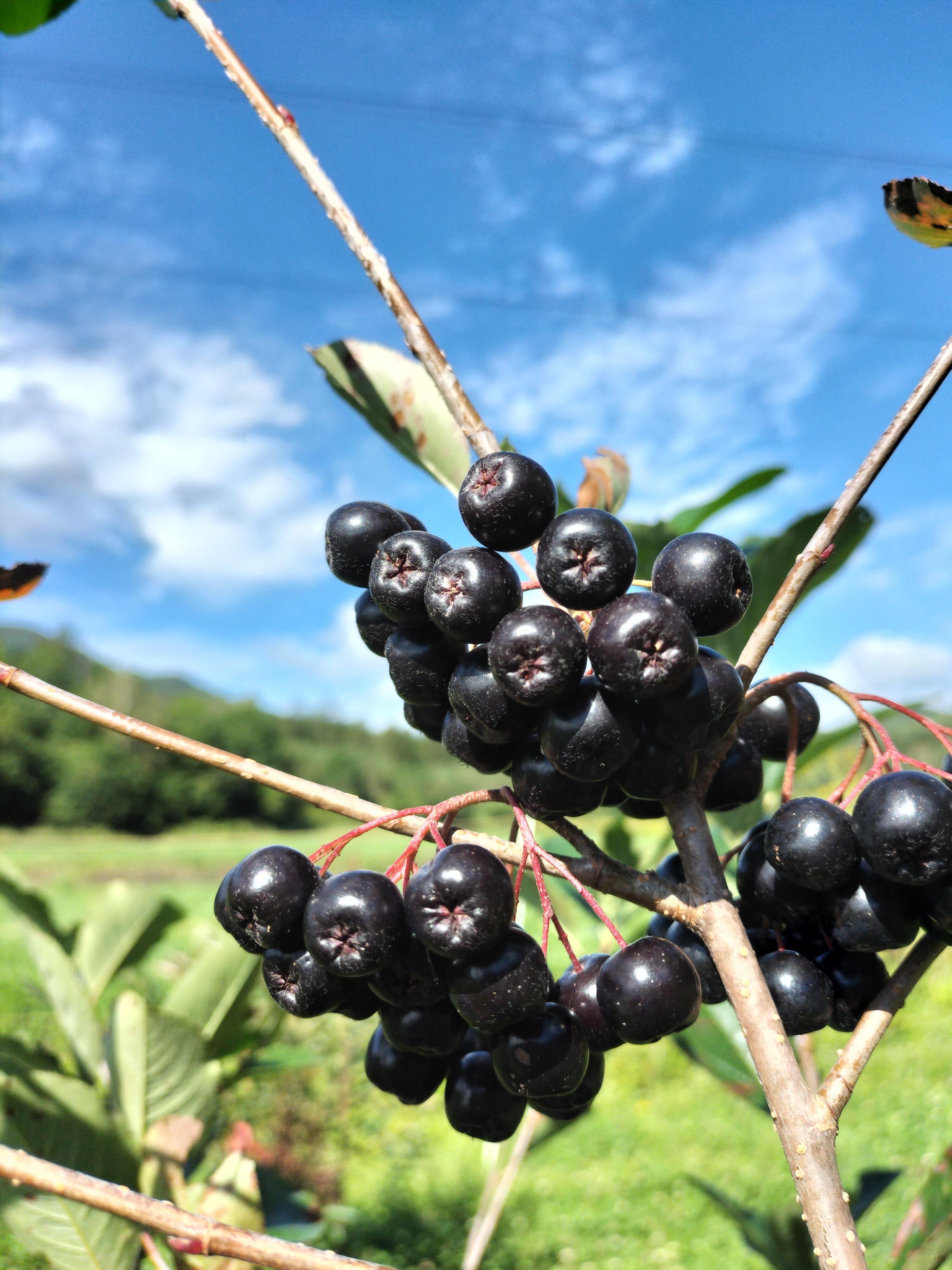 やさいバス/大地の恵み アロニアドレッシング