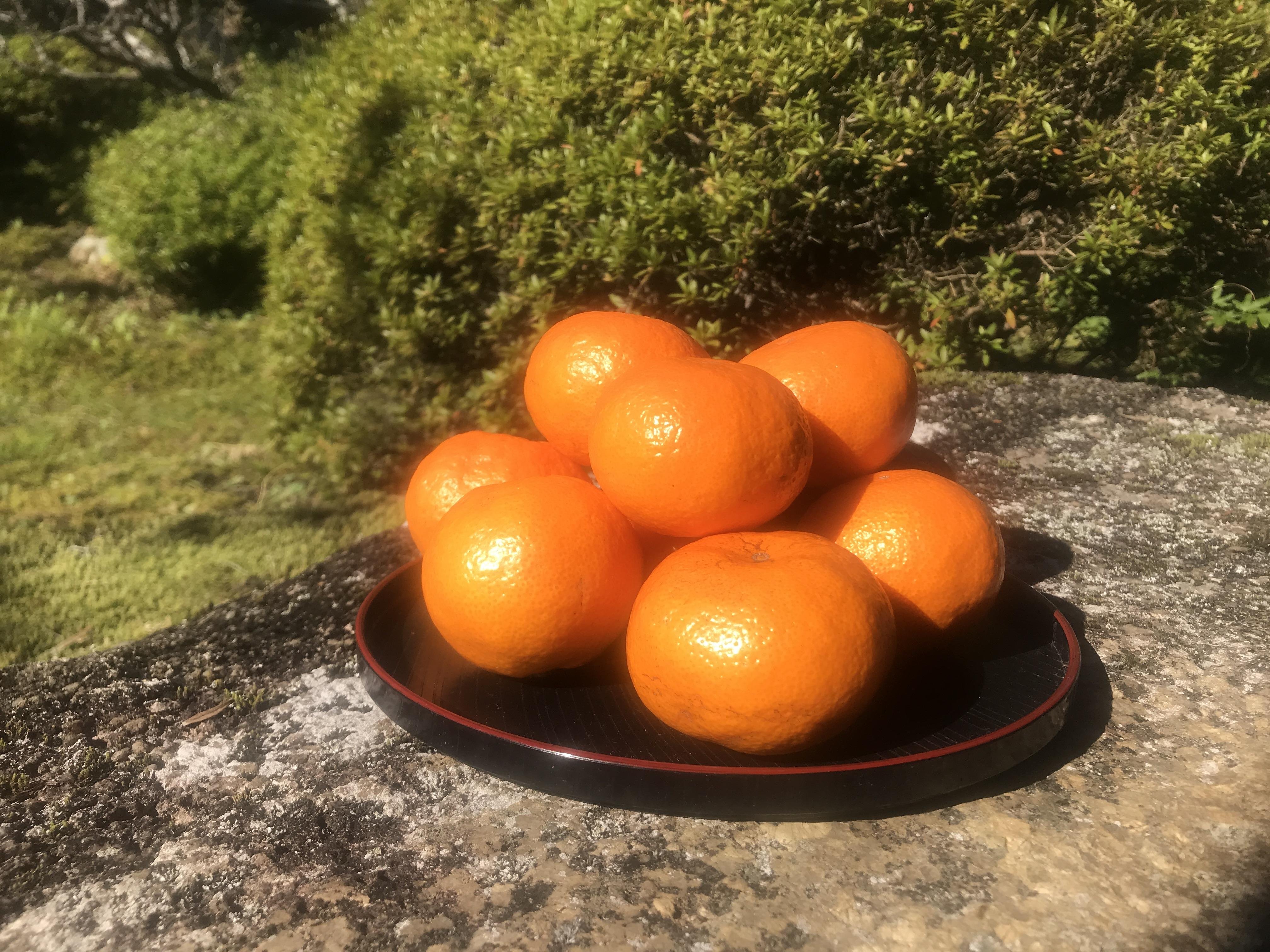 やさいバス/まきたオレンジファームの日和みかん