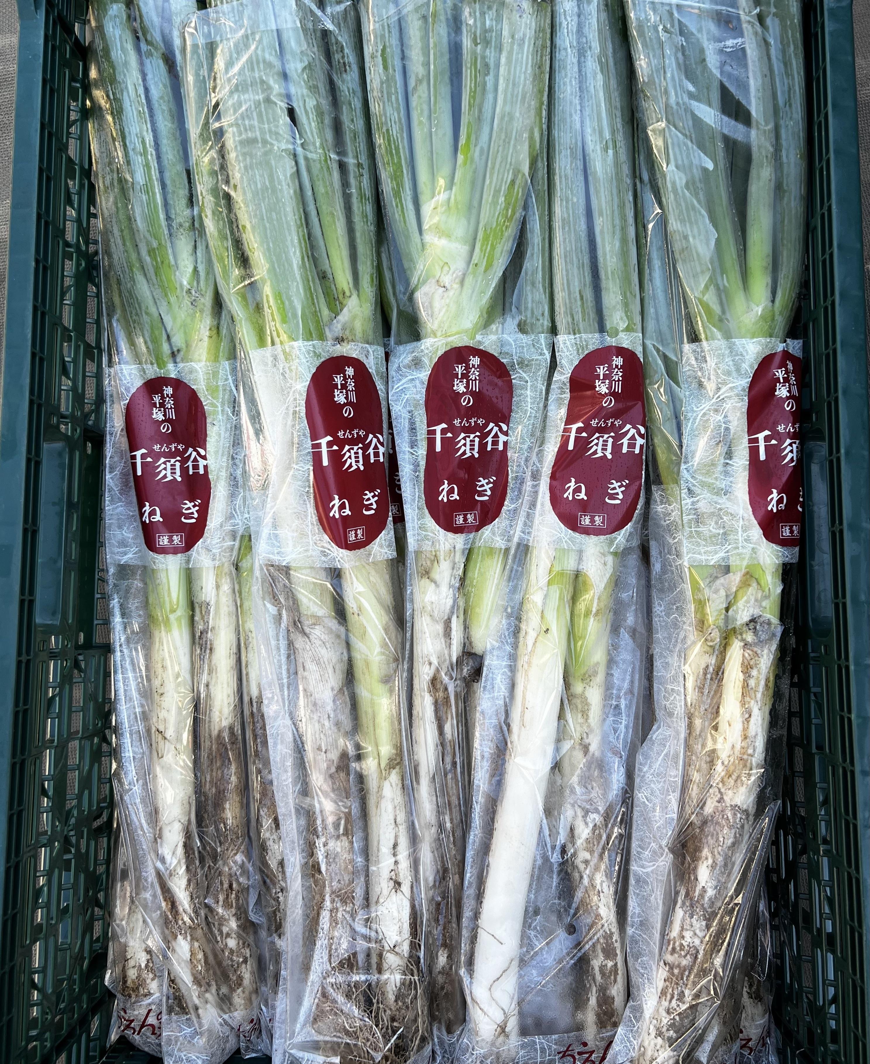 やさいバス/千須谷ねぎ